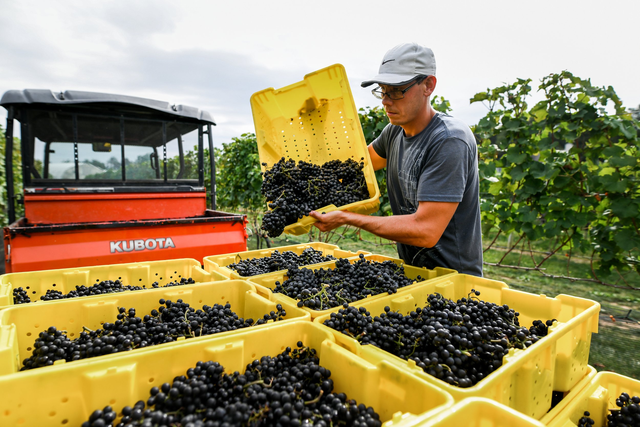 Chris loading grapes onto a tractor