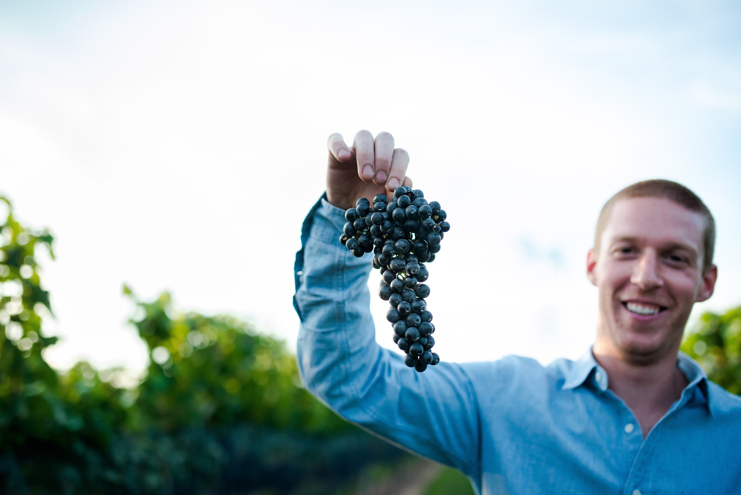 Mike with Blaufränkisch cluster