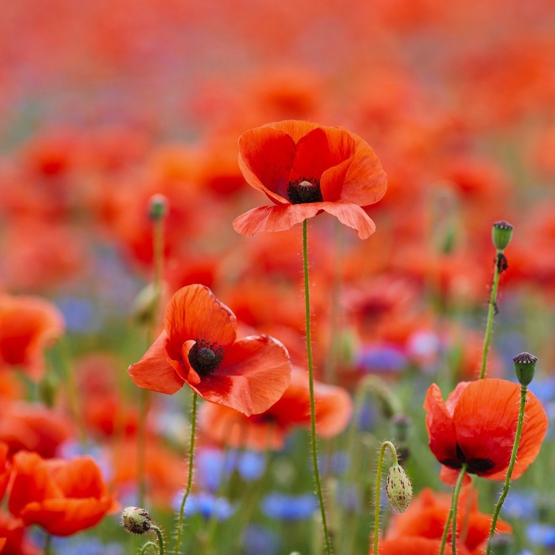 They shall grow not old,
as we that are left grow old;
Age shall not weary them,
nor the years condemn.
At the going down of the sun
and in the morning
We will remember them.

Lest we forget