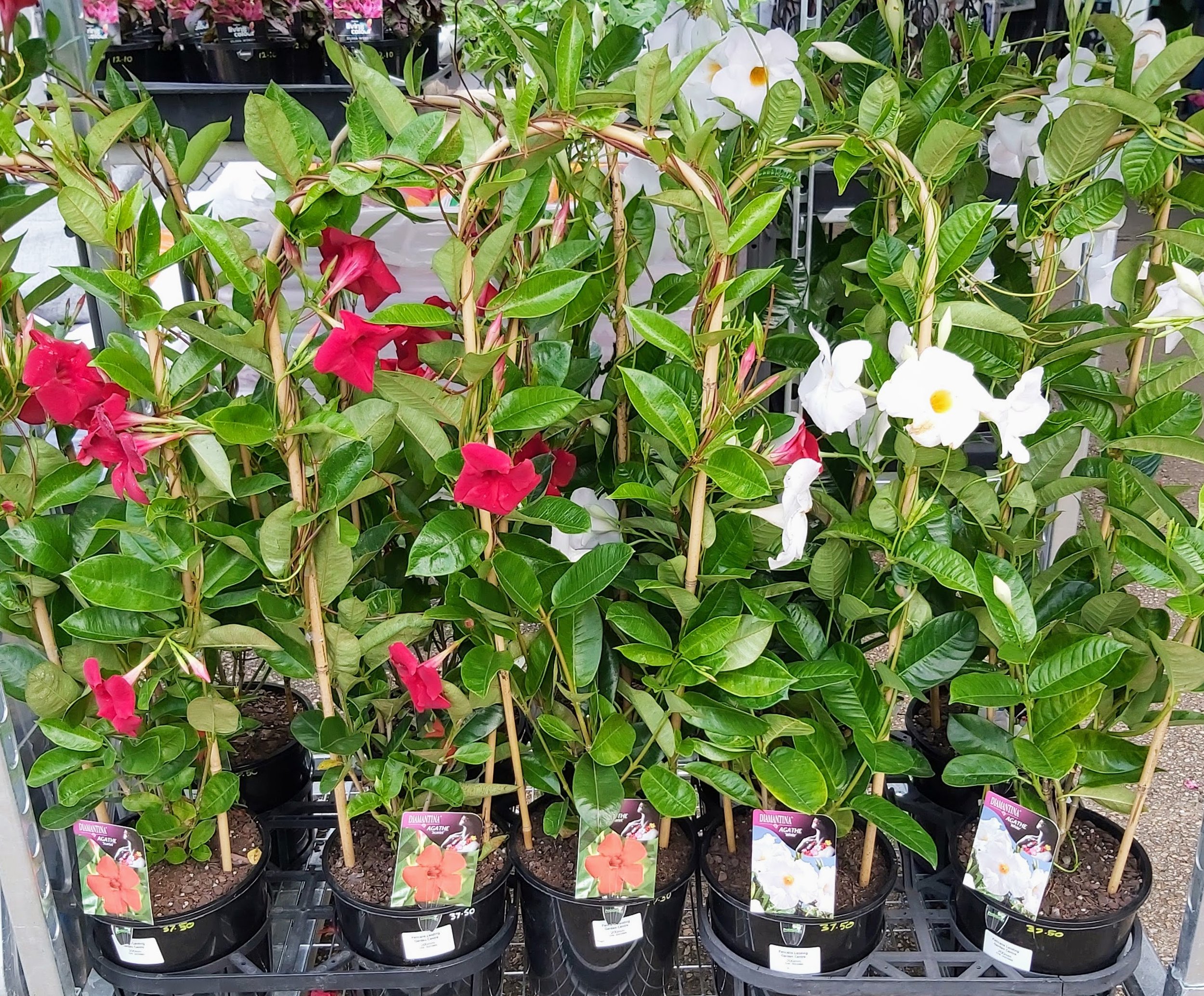 Mandevilla Agathe Hoops