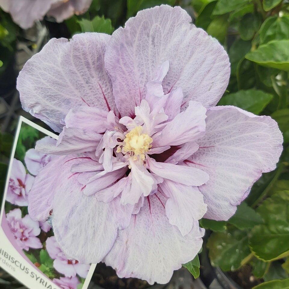 🤍🌿💜🌿💚 just some of the current attention seekers💚🌿💜🌿🤍

Swoon worthy Hibiscus💜
Sassy Natives💚
Vibrant Bromeliads💖

Come and treat your senses to the enormous diversity of natures bounty... exuding beauty from every pore.🤍🌿💜🌿💚🌿💖

#p