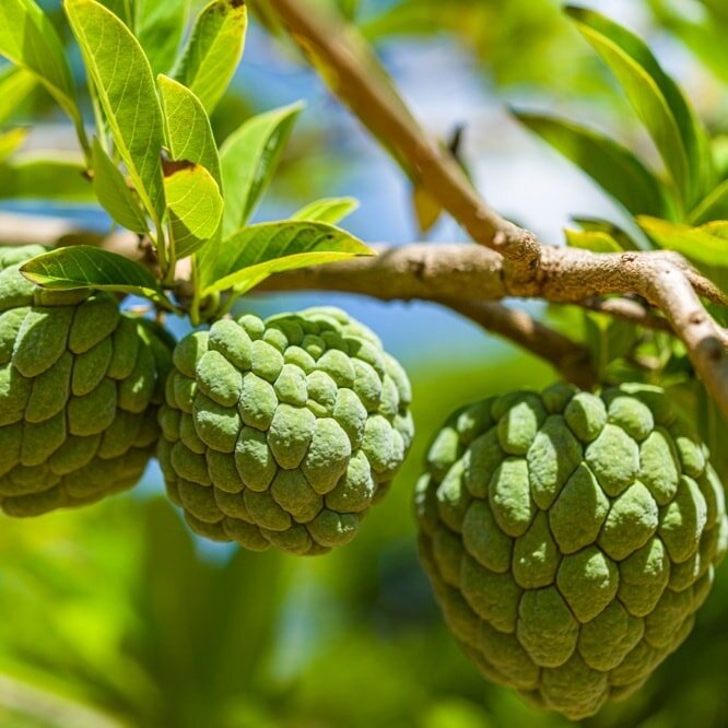 🌿🍏Custard Apples at last!!🍏🌿

Woohoo! We are delighted to now have in stock 2 varieties of highly sort after Custard Apples🎉

The unusual knobbly skinned fruit encases creamy white silken flesh which is sweet, juicy, fragrant and ultimately Deli
