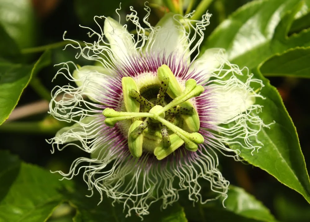 Passiflora edulis' remarkable flower
