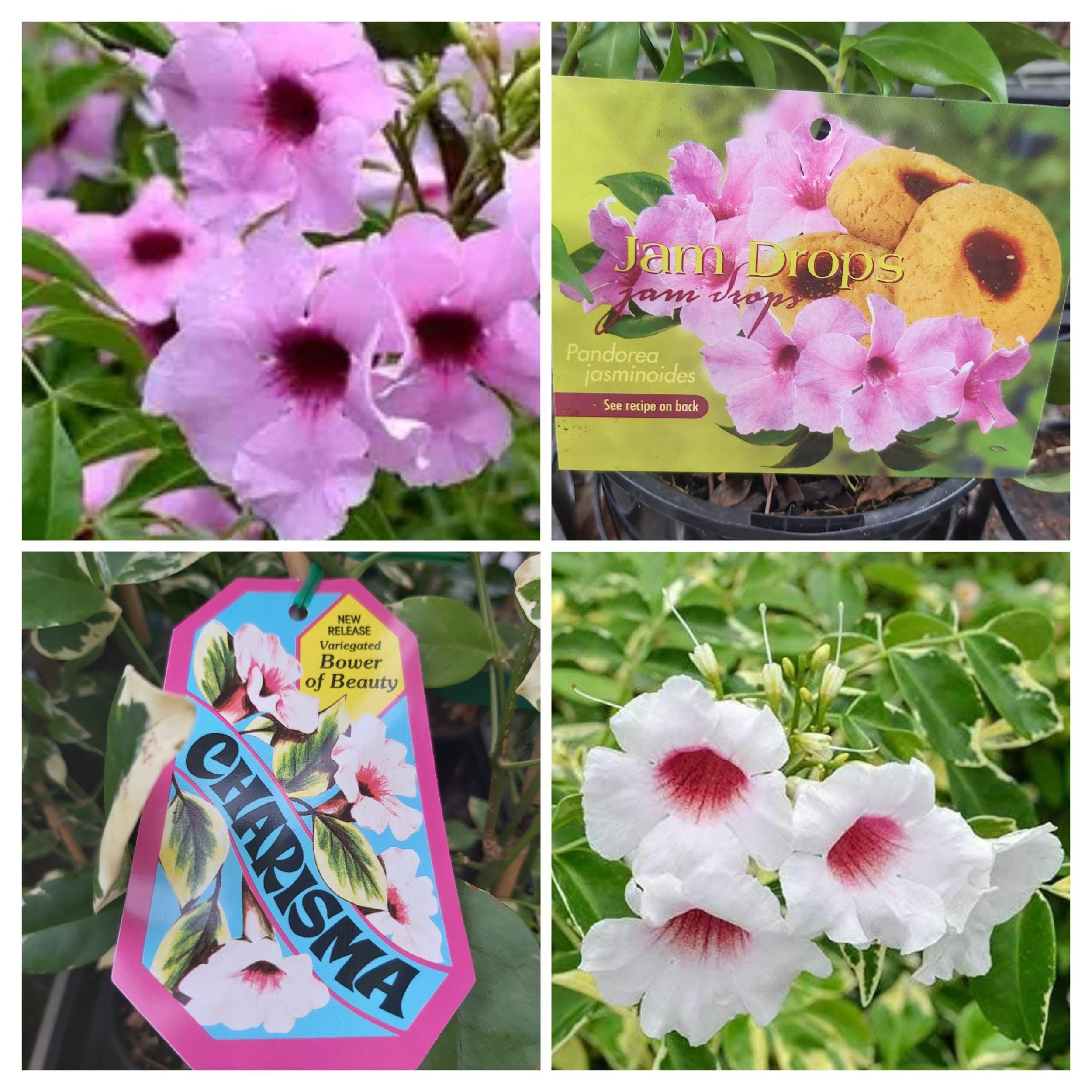 Australian Native Pandorea Jasminoides aka Bower Vine. Other cultivars Pandorea Alba / pure white & Pandorea Lady Di / White with yellow throat - vigorous climber with all the benefits of Pandorea Pandorama.