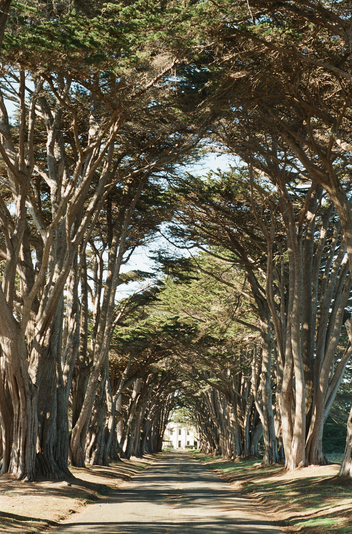 Tree Tunnel, Point Reyes San Francisco, California on film