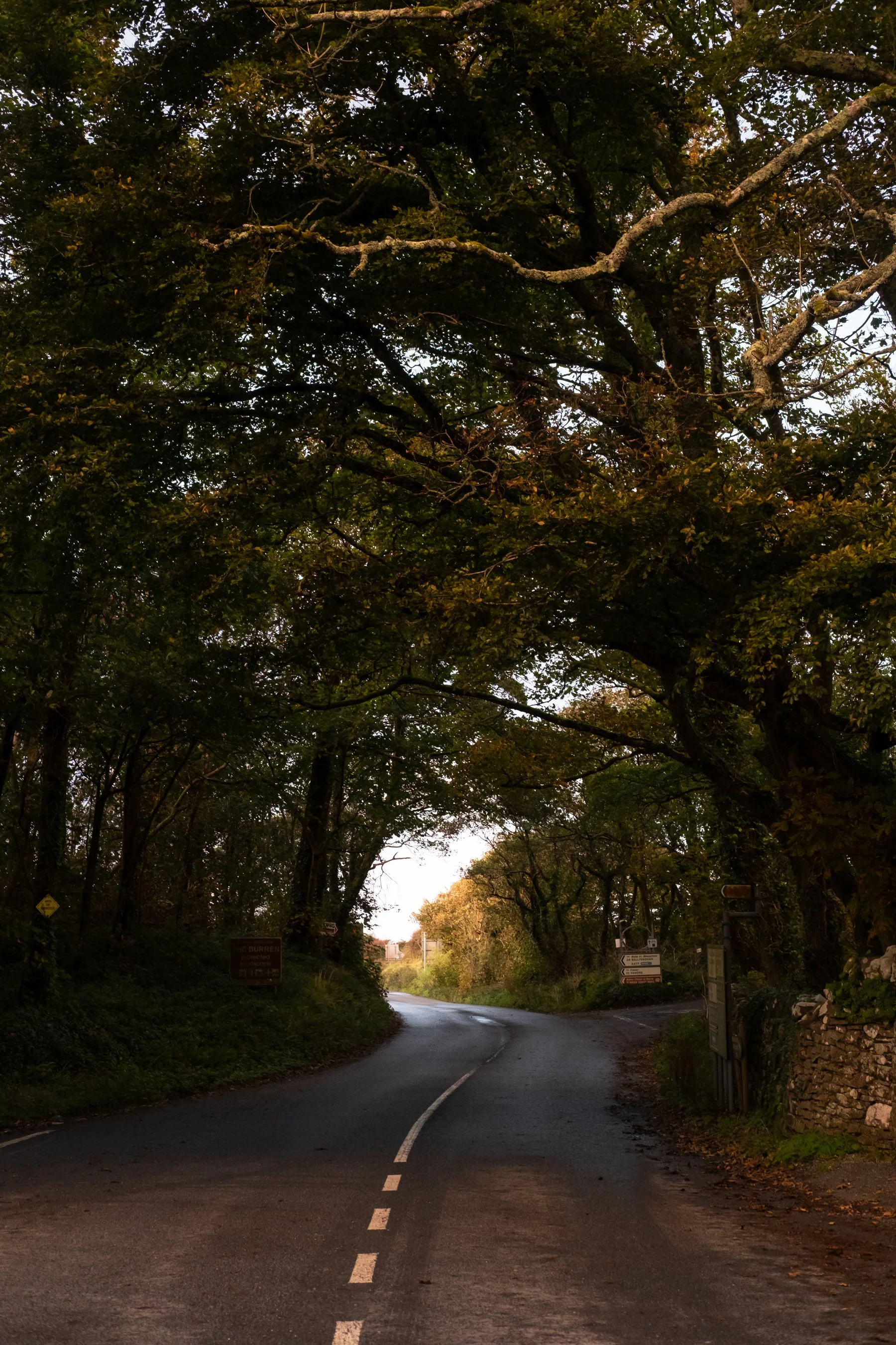 The Burren in Ireland - route under tree landscape tunnel