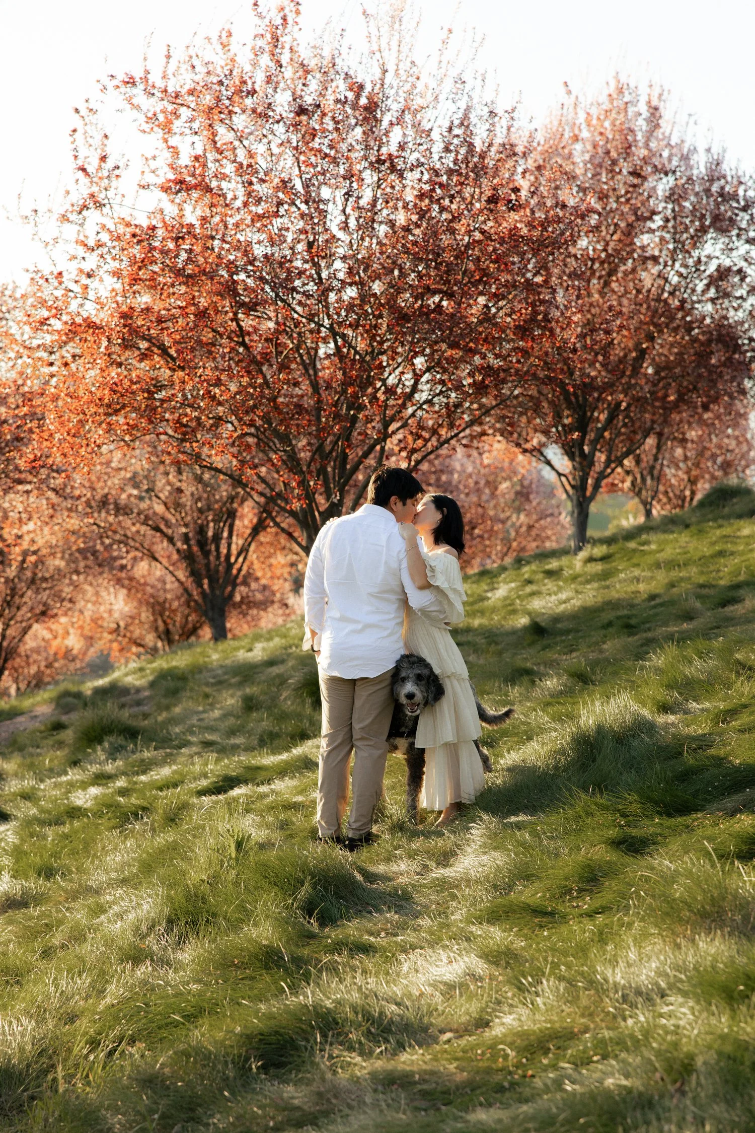 Blooming cherry blossom locations in the california bay area