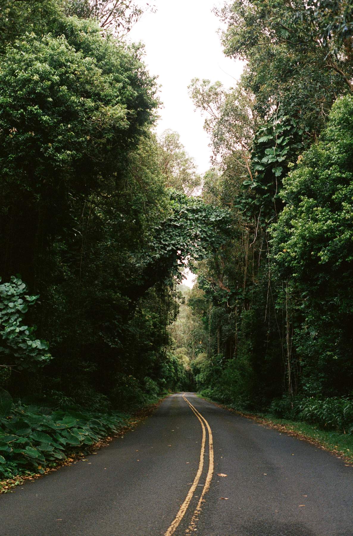 Drive to Nuuanu Pali Lookout Oahu Hawaii on film