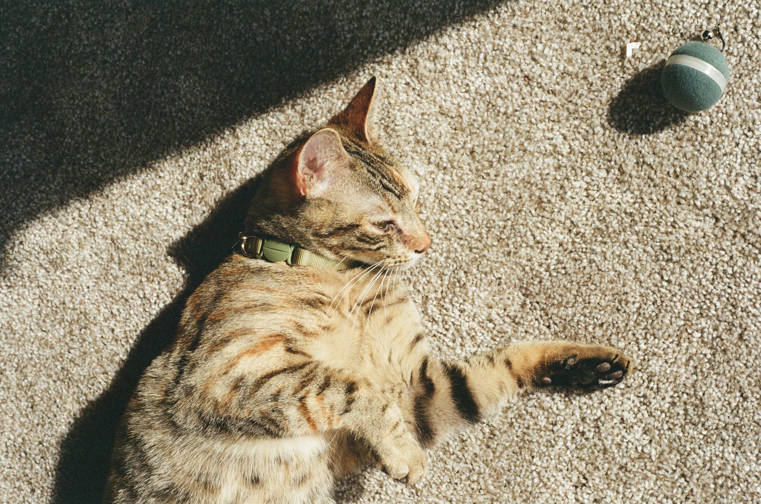 Pet cat on film