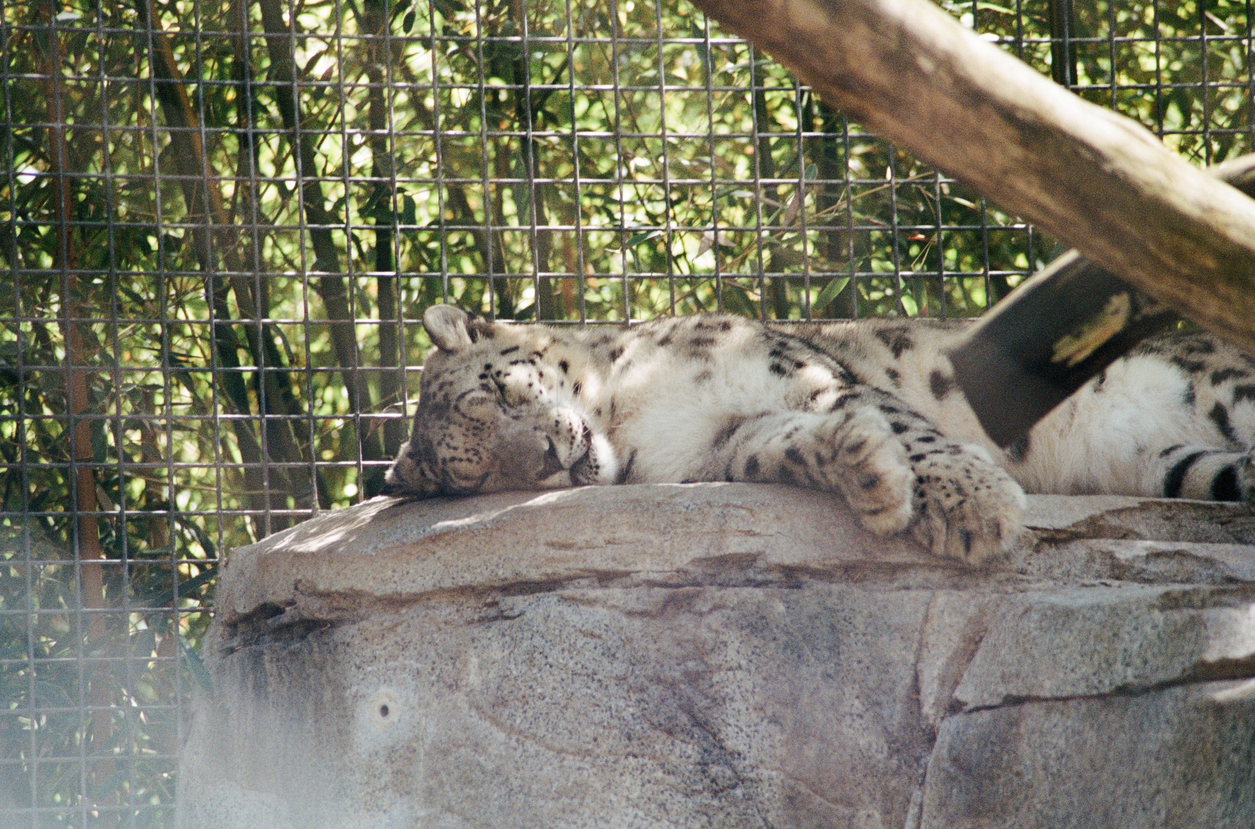 San Diego Zoo tiger on film