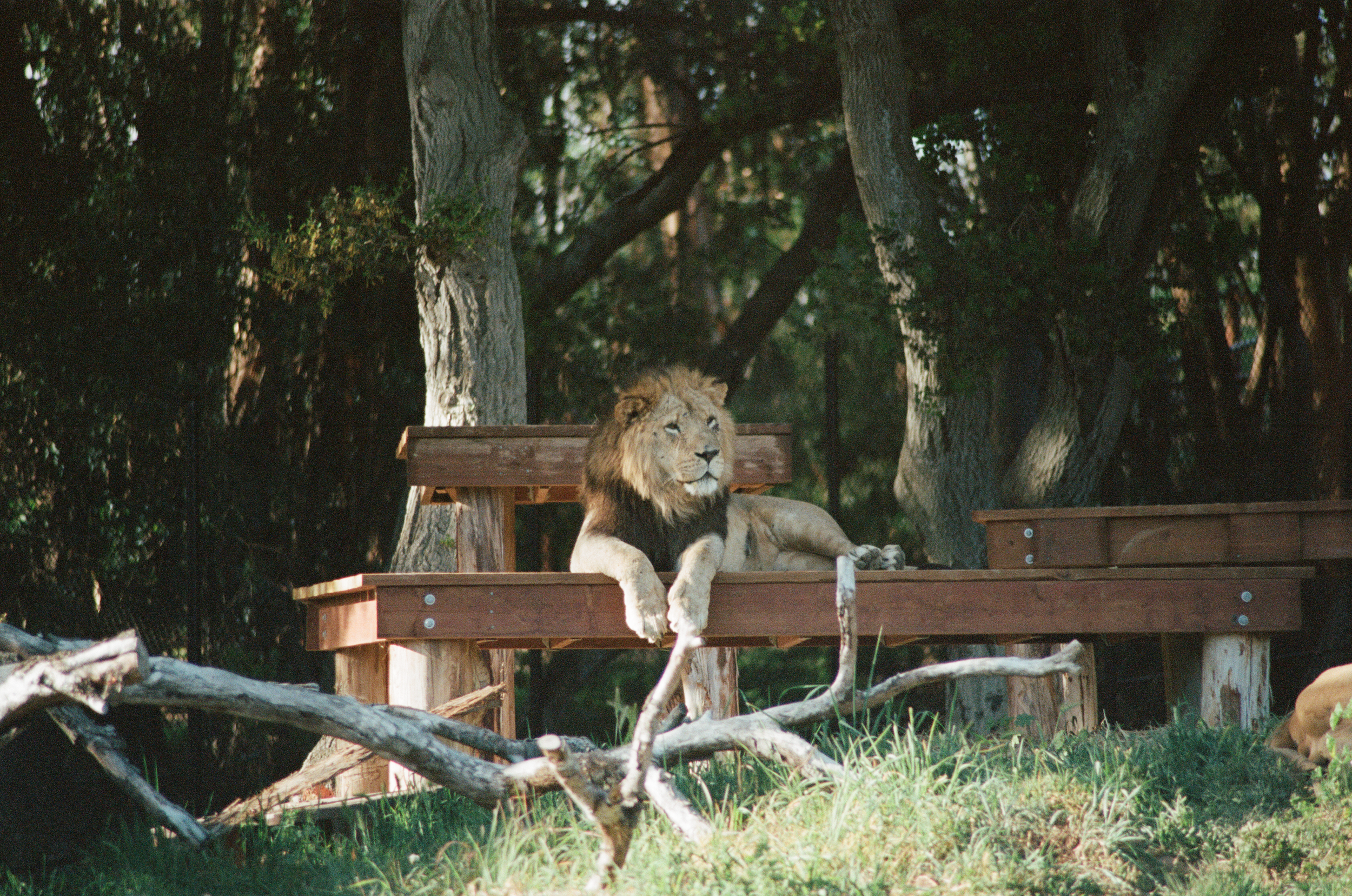Oakland Zoo, Oakland California lion habitat on film
