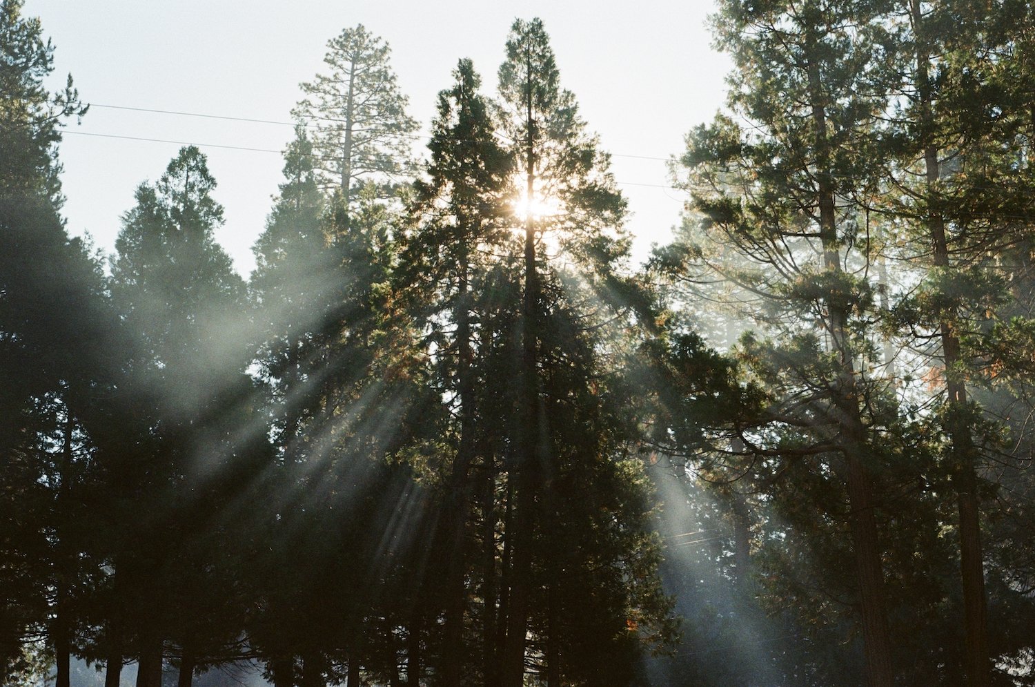 light beams on film in the redwoods