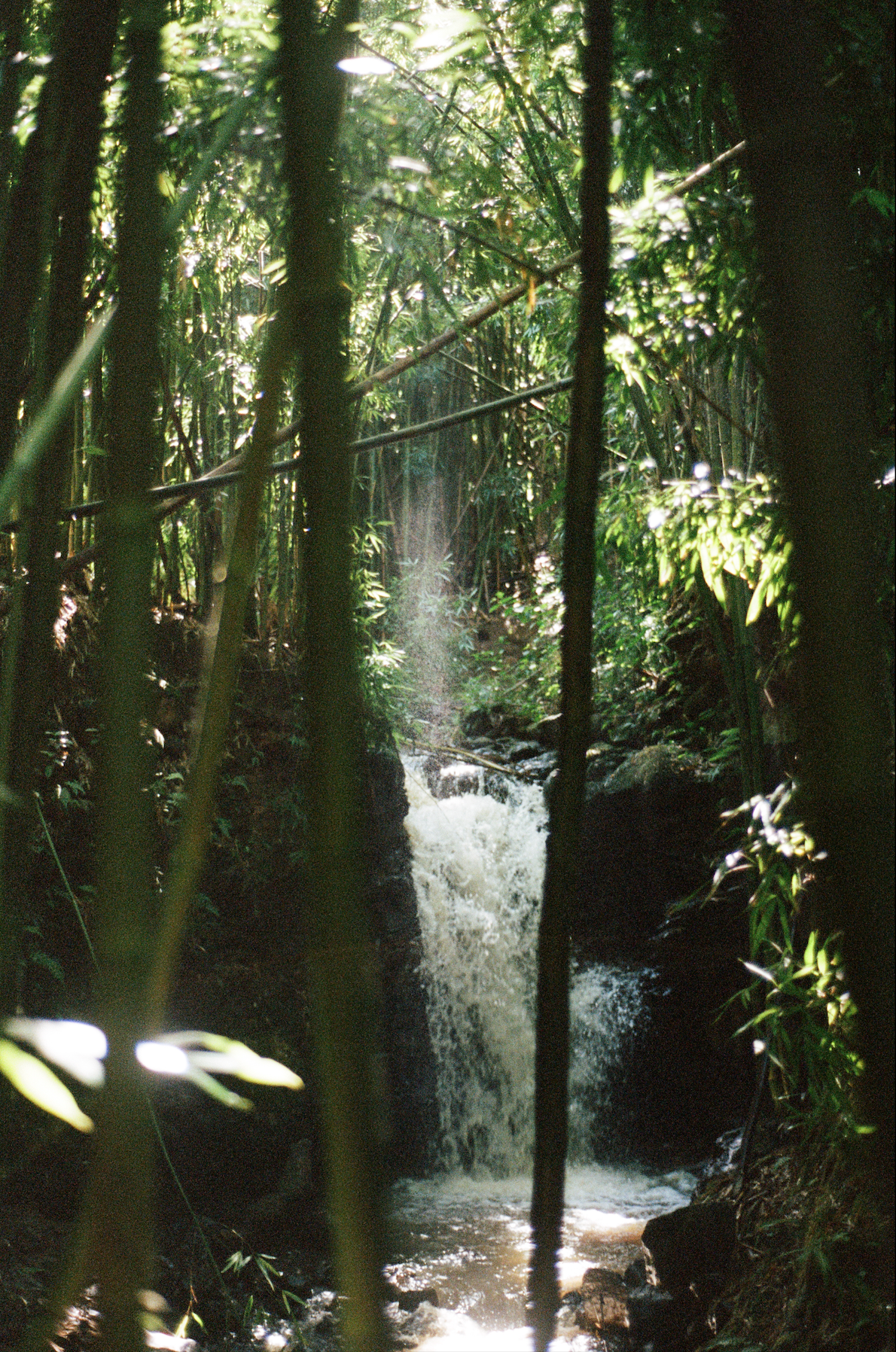 Bamboo Trail on the Road to Hana Maui Hawaii on film