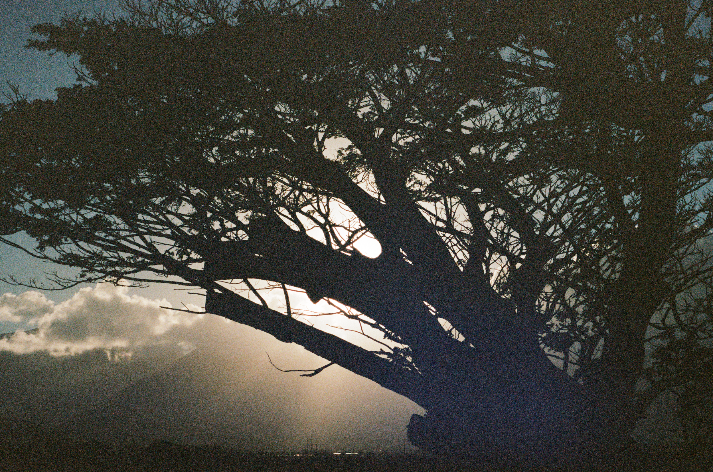 Dark sunset on Maui Hawaii through a tree on film