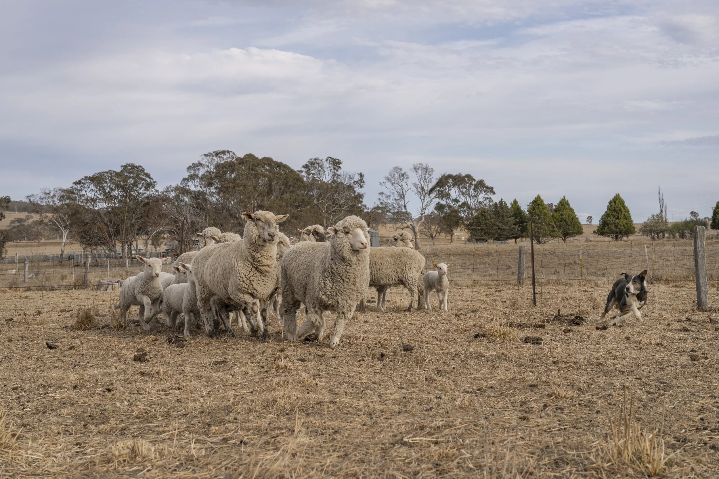RM Farm Shoot Working the Sheep 3.jpg