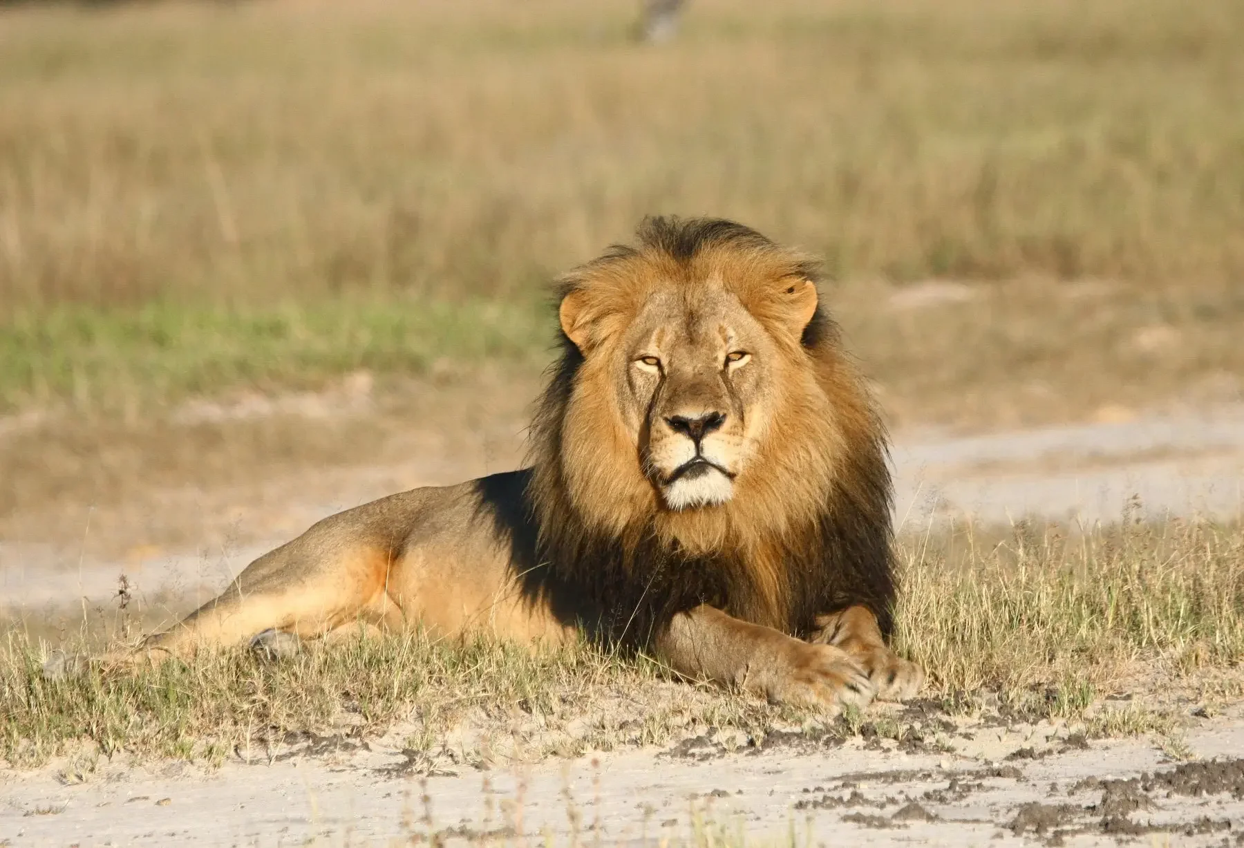 The Death of Cecil the Lion (July 2015)