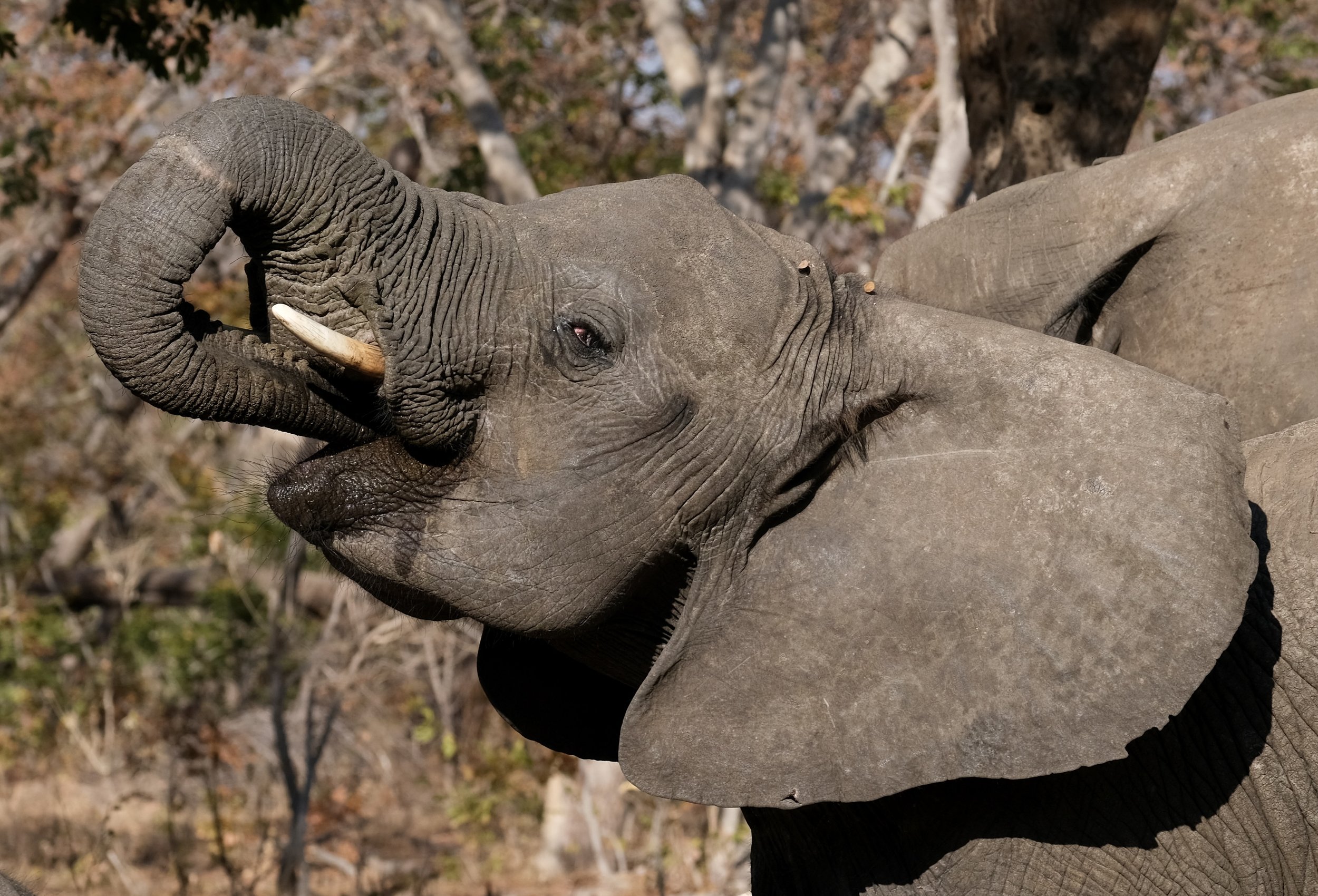 Investigation into Madikwe Game Reserve’s elephant crisis (Feb–Sept 2025)