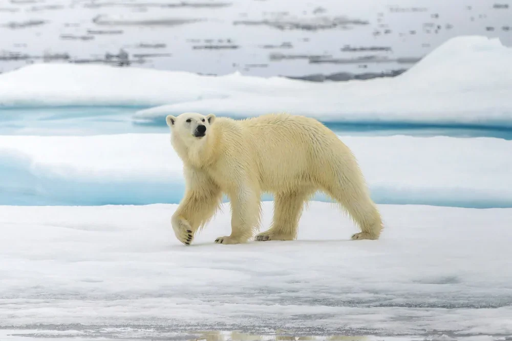 Polar Bears: Trade, Politics and the Illusion of Protection (2019-2026)