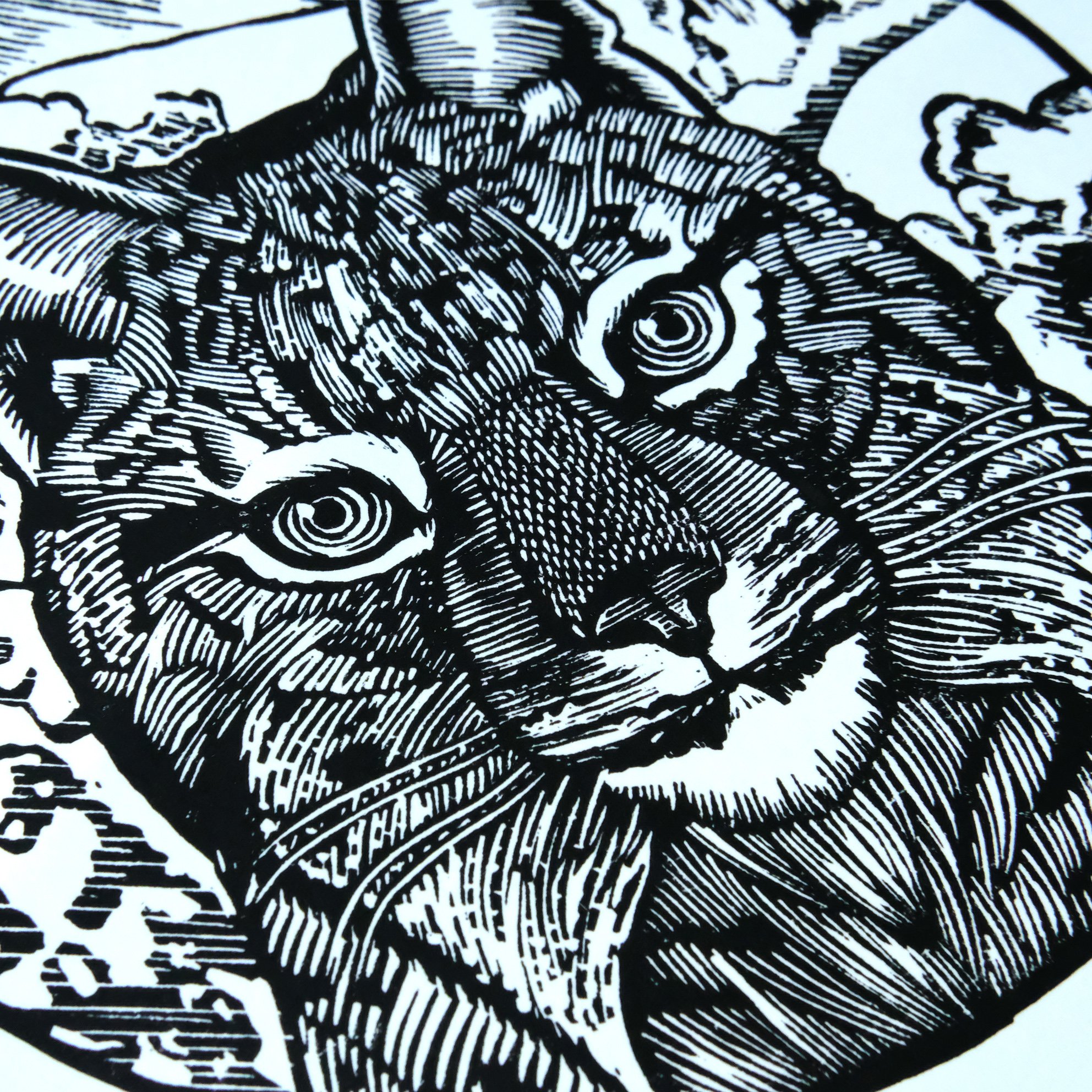 Iberian Lynx_angle2.jpg