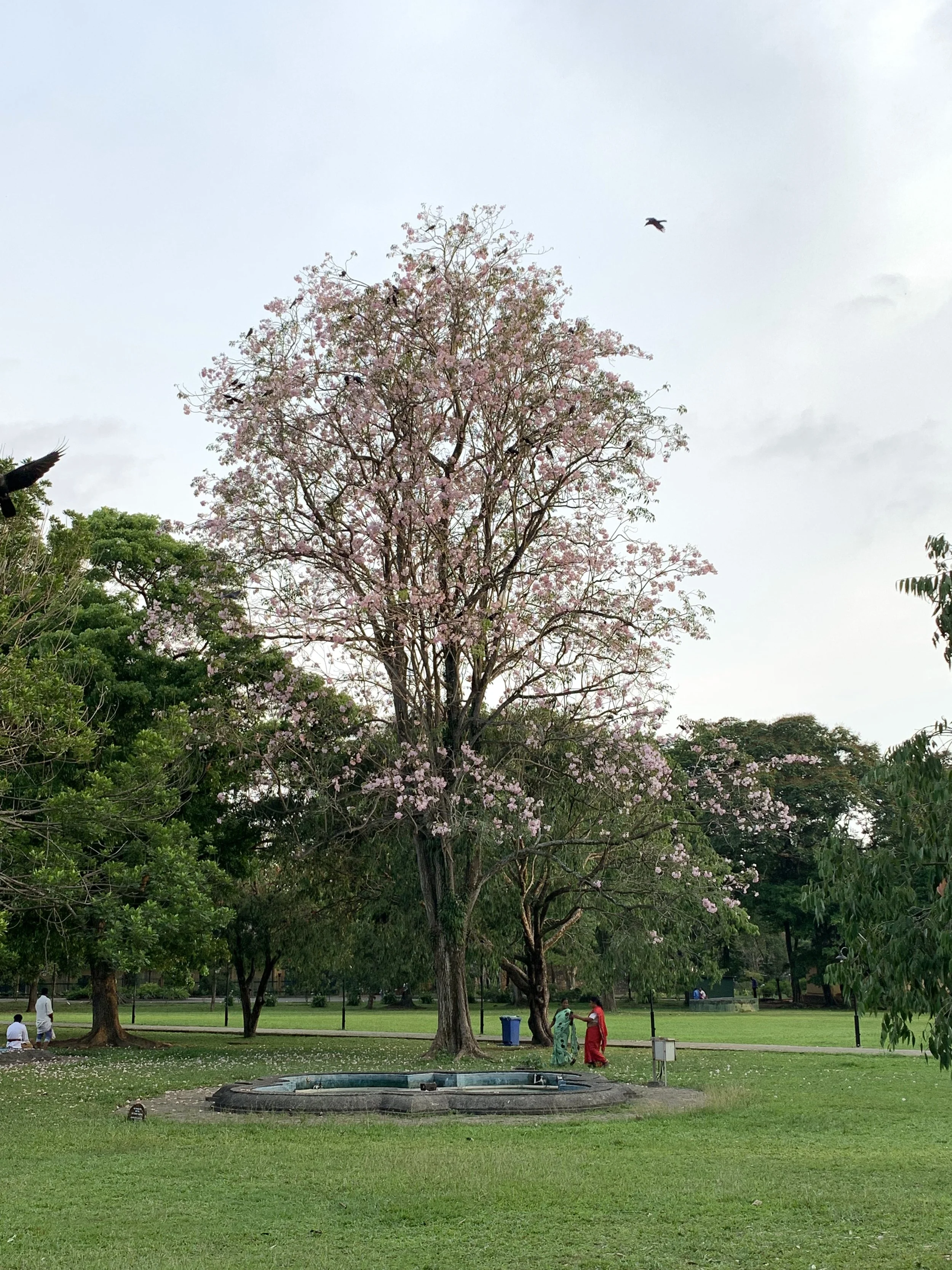 Walk: (re)discovering the botanical knowledge of Viharamahadevi Park