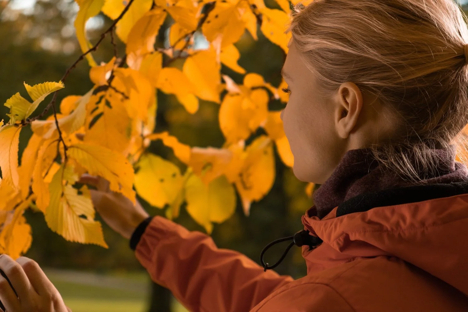 Nainen tutkii keltaisia puunlehtiä ruskan aikaan syksyllä