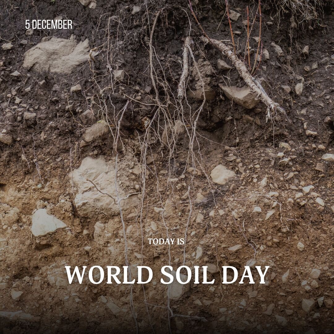 🌍 Today, on World Soil Day, let's celebrate the very ground beneath our feet and its crucial role in our lives! 🌱

You might ask, why are soils important? Well, because they are the foundation of life-sustaining processes! 🌾 Soil is more than dirt