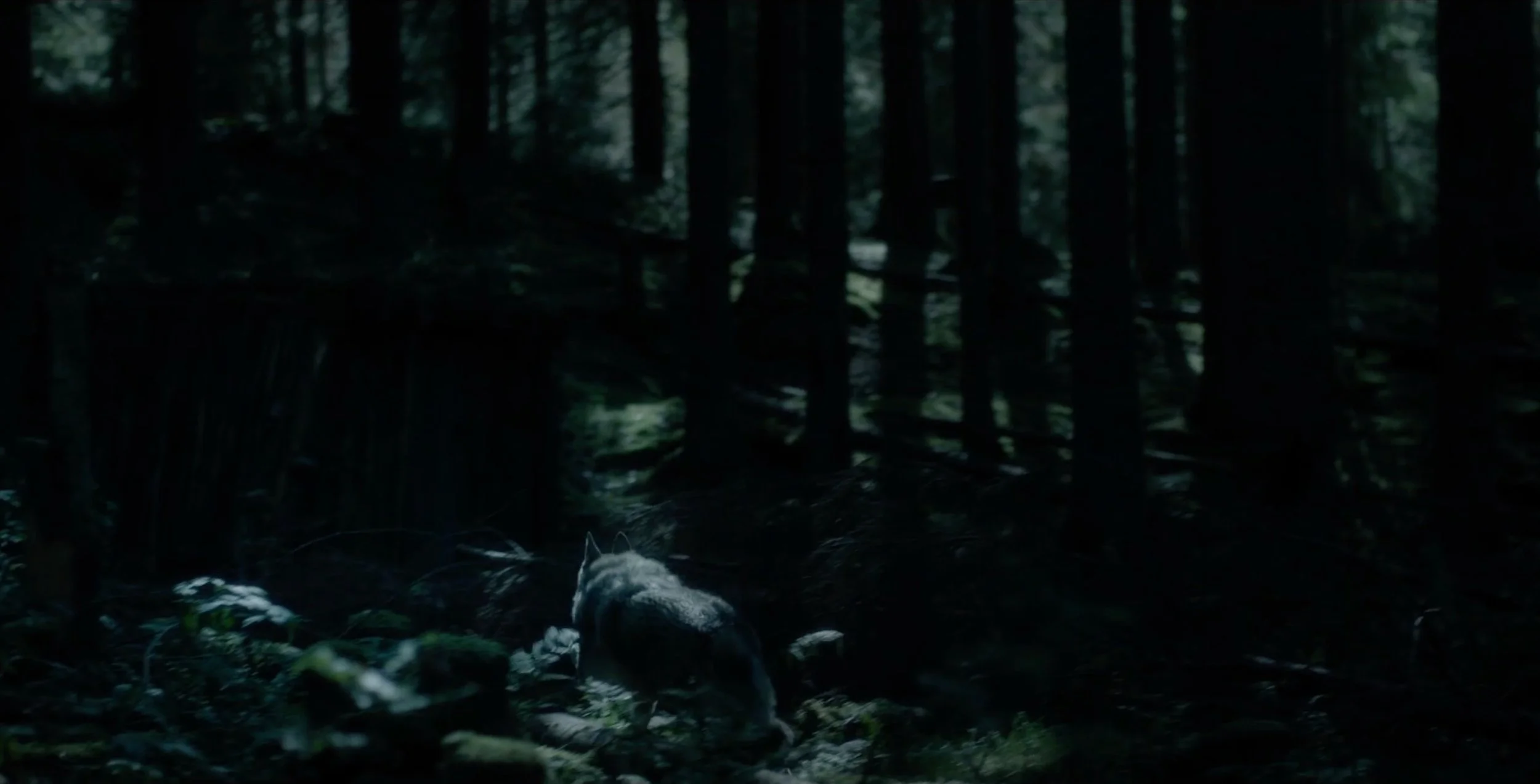 A wolf walking through a dark, dense forest with tall trees and minimal light. fenris tv series