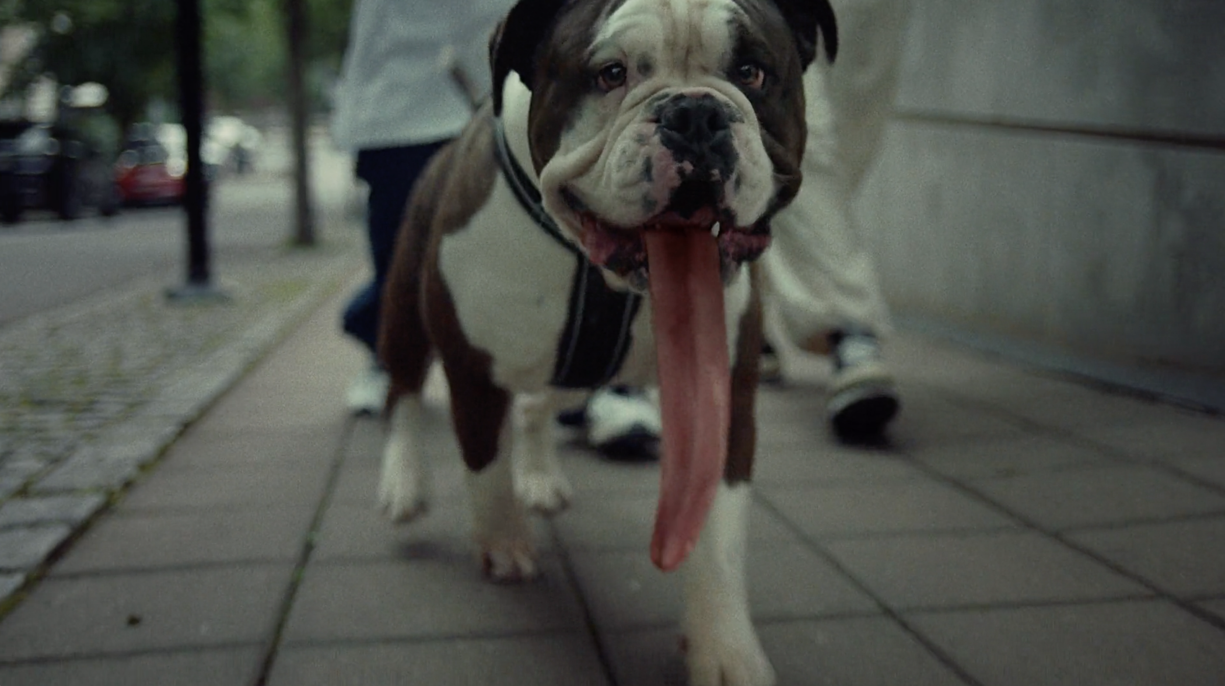 Bulldog woth long tounge walking on a city sidewalk in a Power commercial, cinematography by Johan-Fredrik Bødtker.