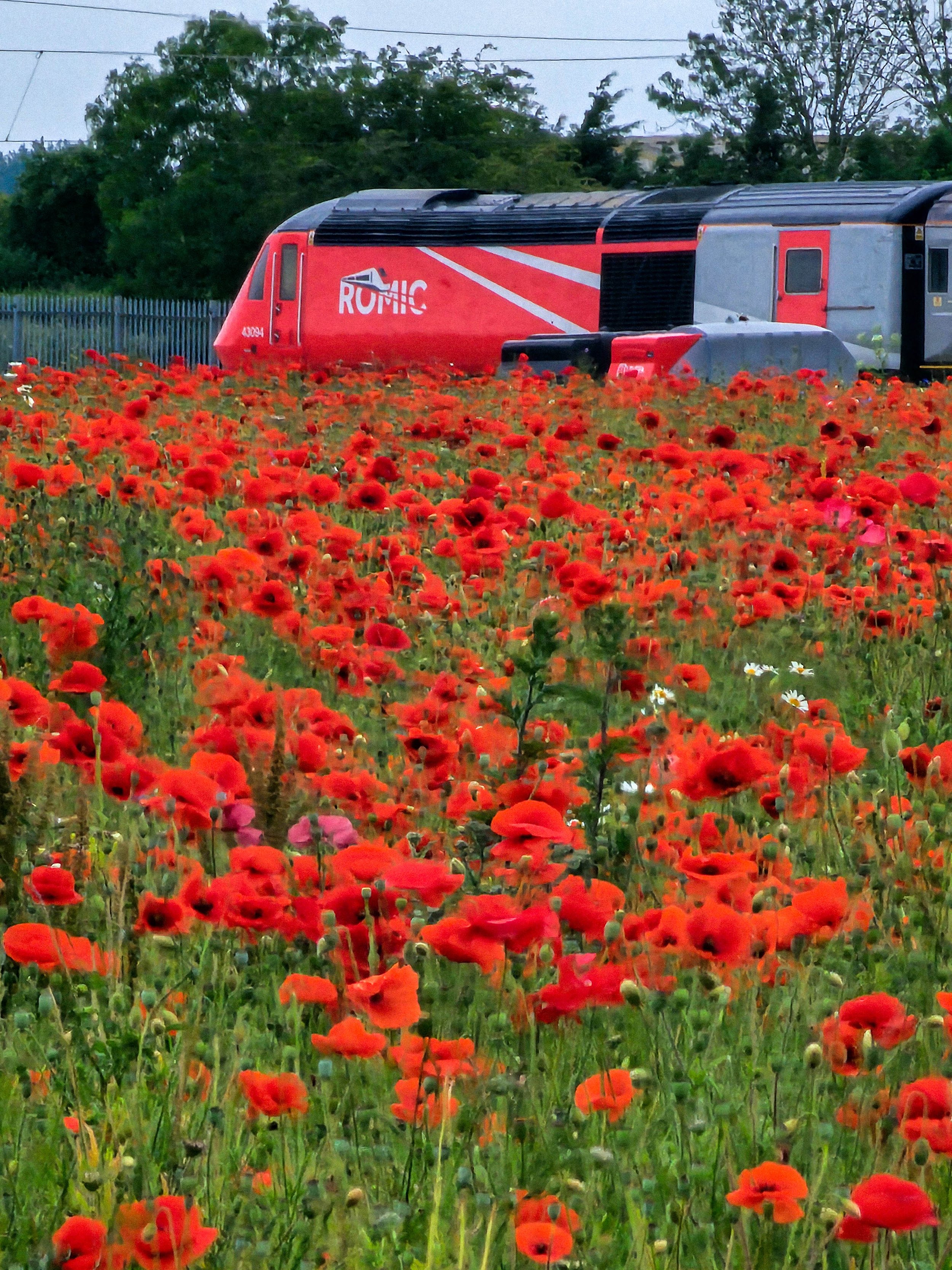 A red train moving through a field of vibrant red poppies with green foliage, trees, and power lines in the background.