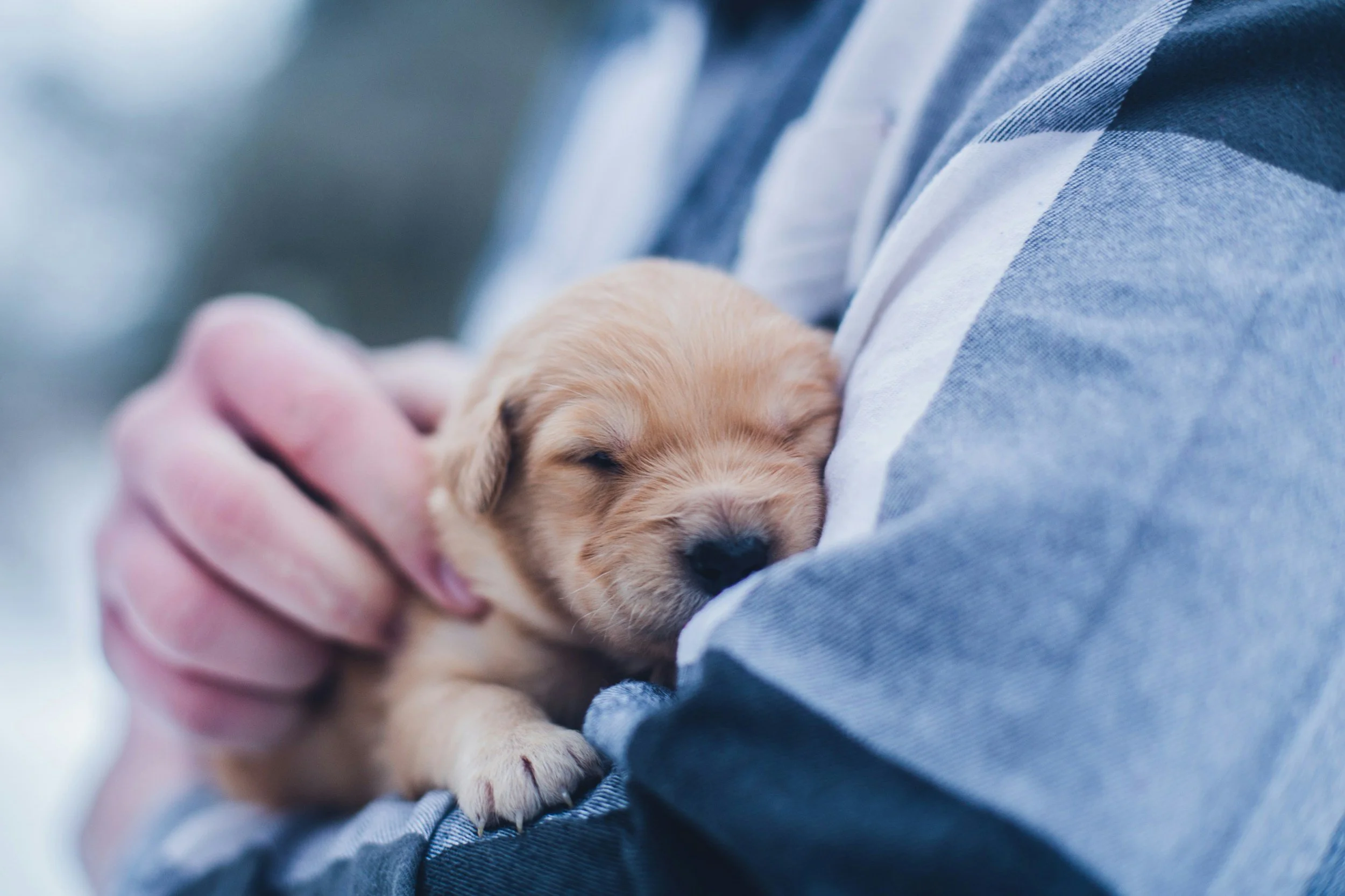 A person holding a small, sleeping puppy close to their chest.