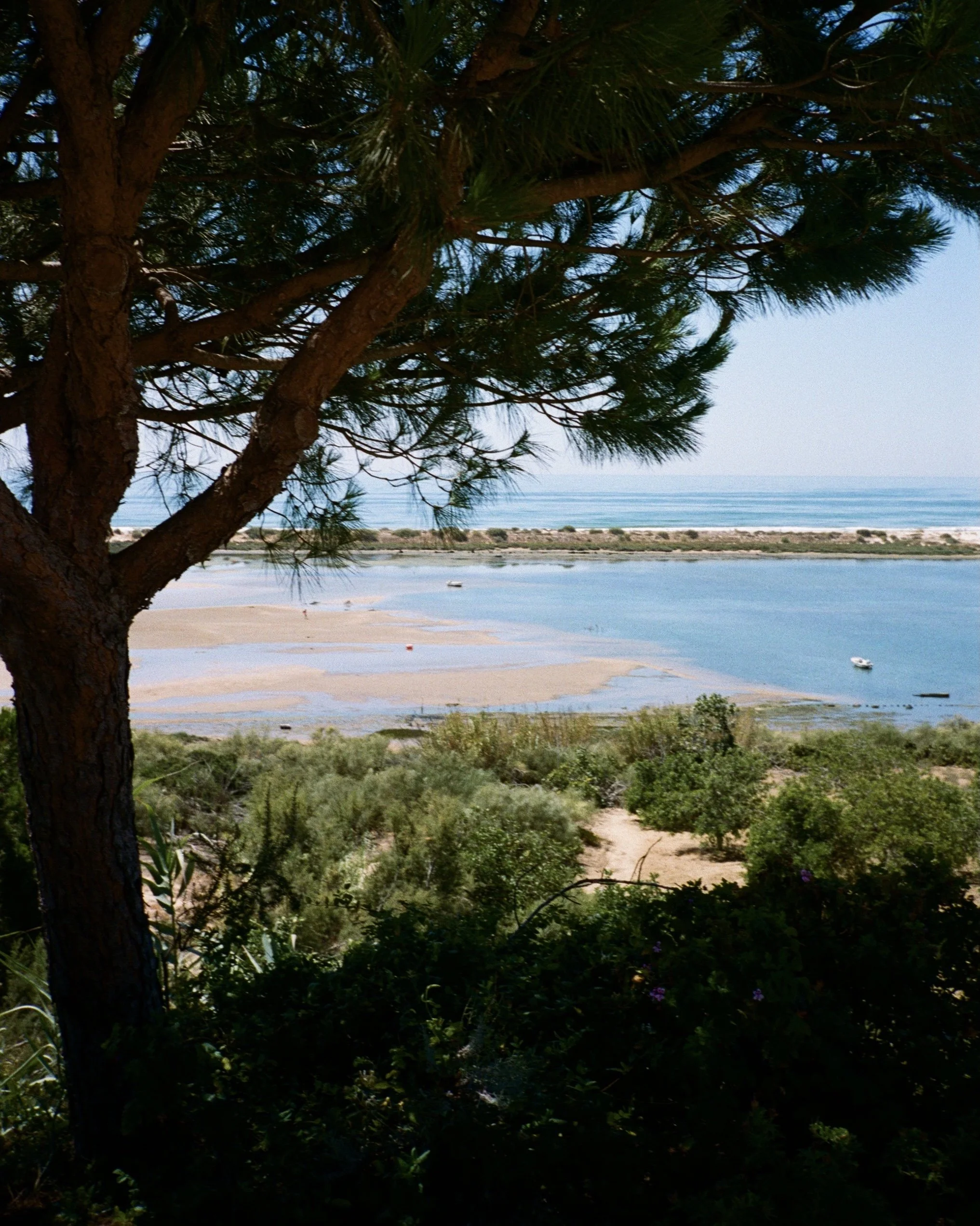 Between Olives and Sea