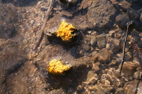 Turmeric Series - River