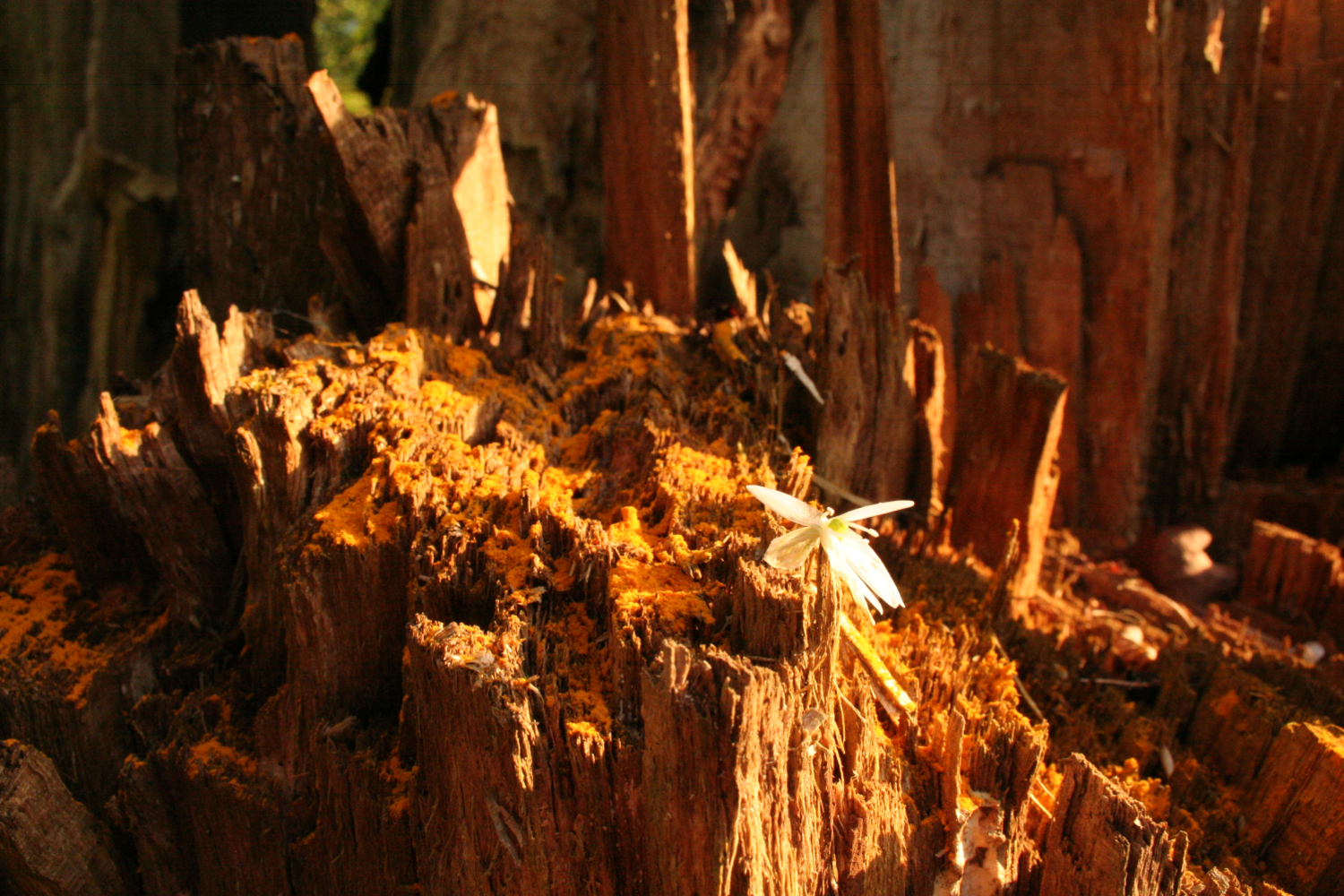 Turmeric on splintered wood with flower - working with the properties of this material, anti-inflamatory and medicinal, giving this natural pigment as site specific drawings back to the earth