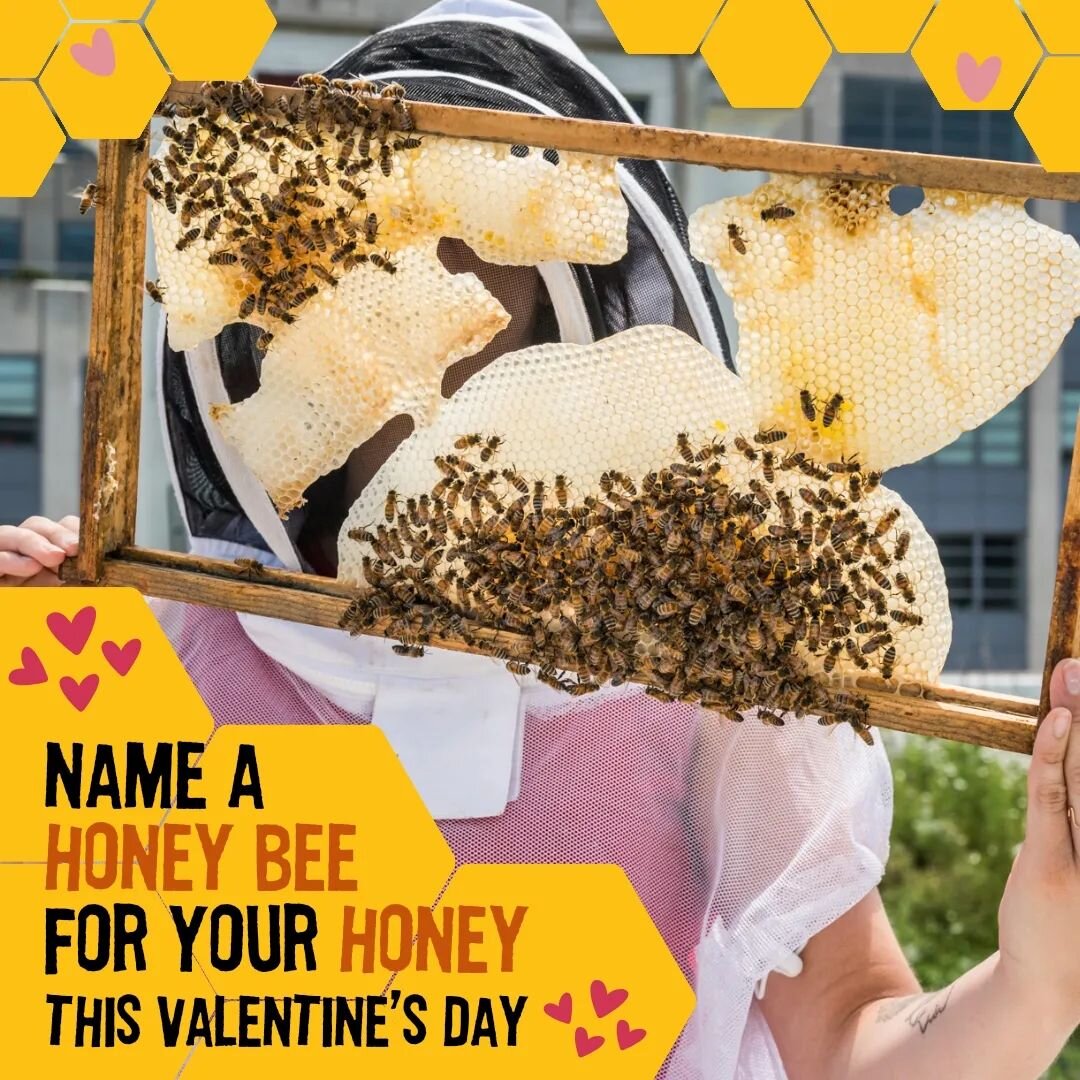 Think someone is the bees knees? You can name a honey bee for your honey!

Back for the second year, for a $15 to $30 donation, City Growers will name a bee and send both you and your honey a cute certificate letting them know that either a Drone, Wo