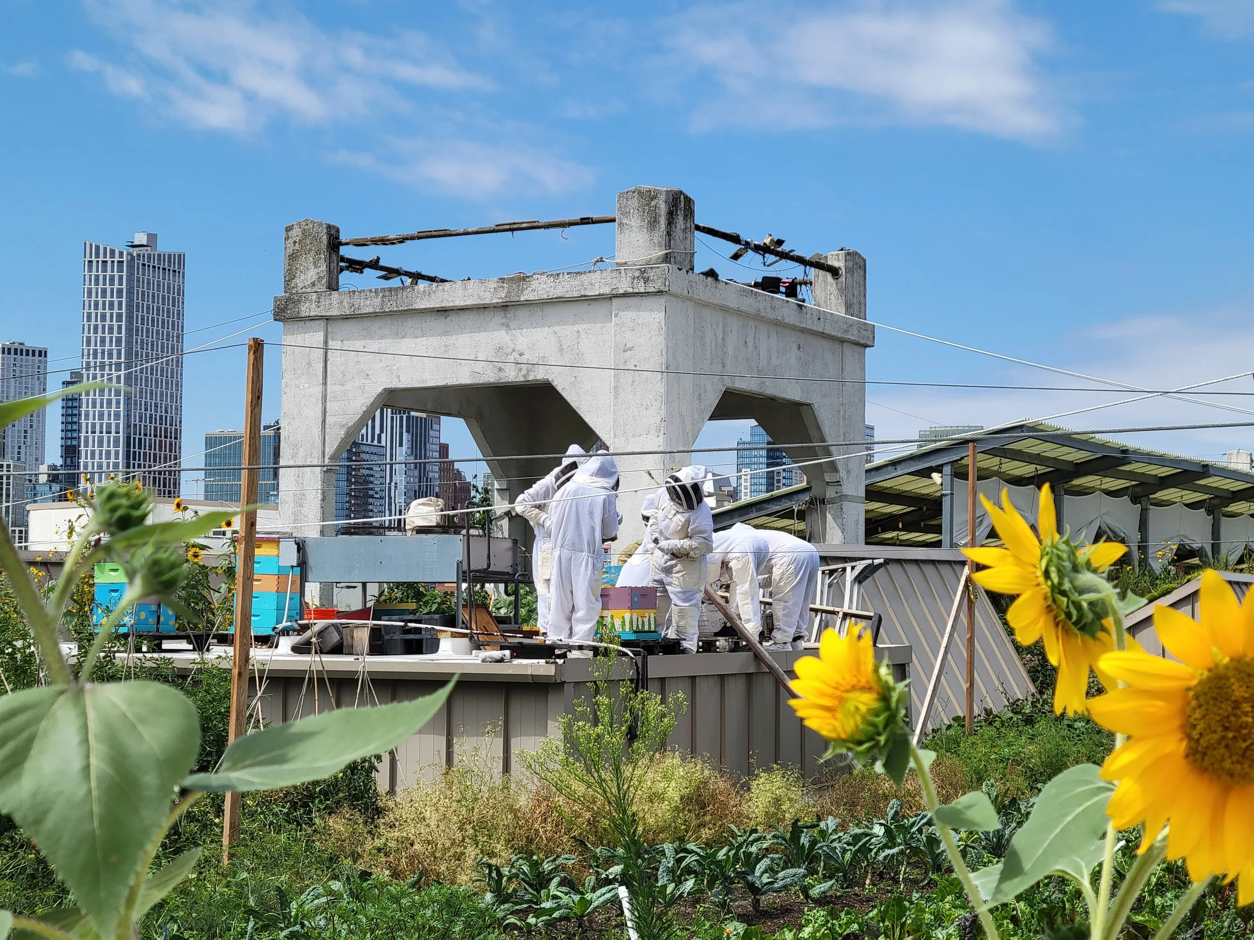 Wideshot of Bee Ambassadors working together to care for Bee Colony