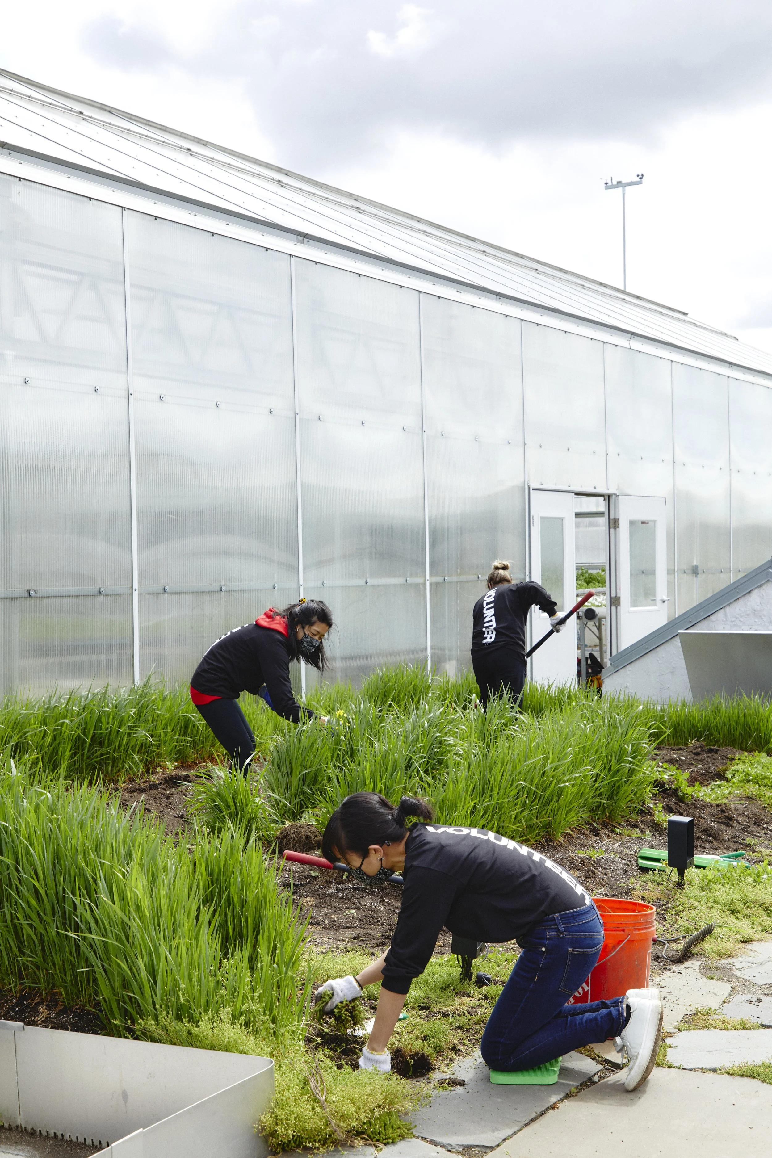 Volunteers working on taking care of the Brooklyn City Growers farm