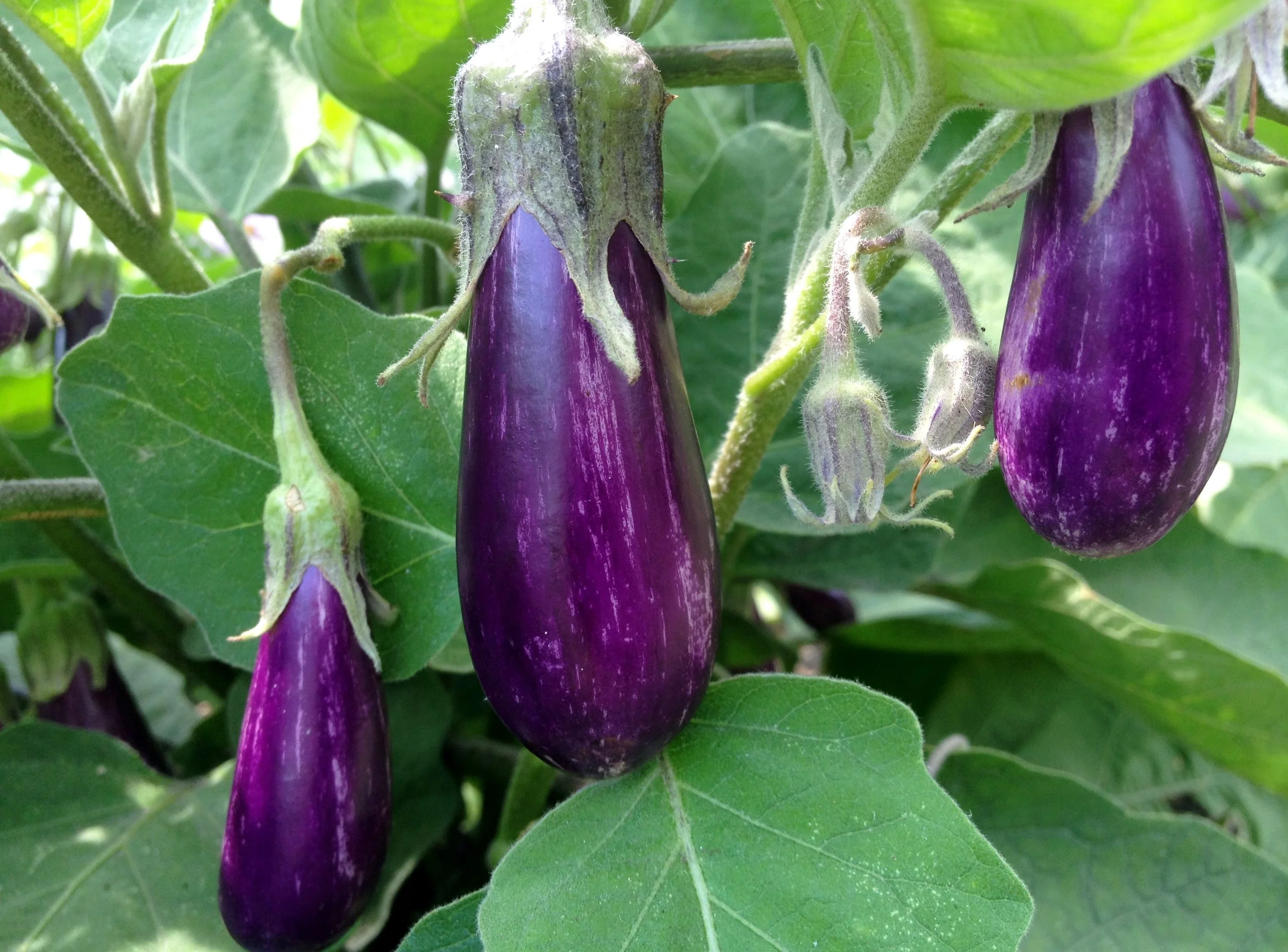 photo (11)_SquareSpace-colors.JPG