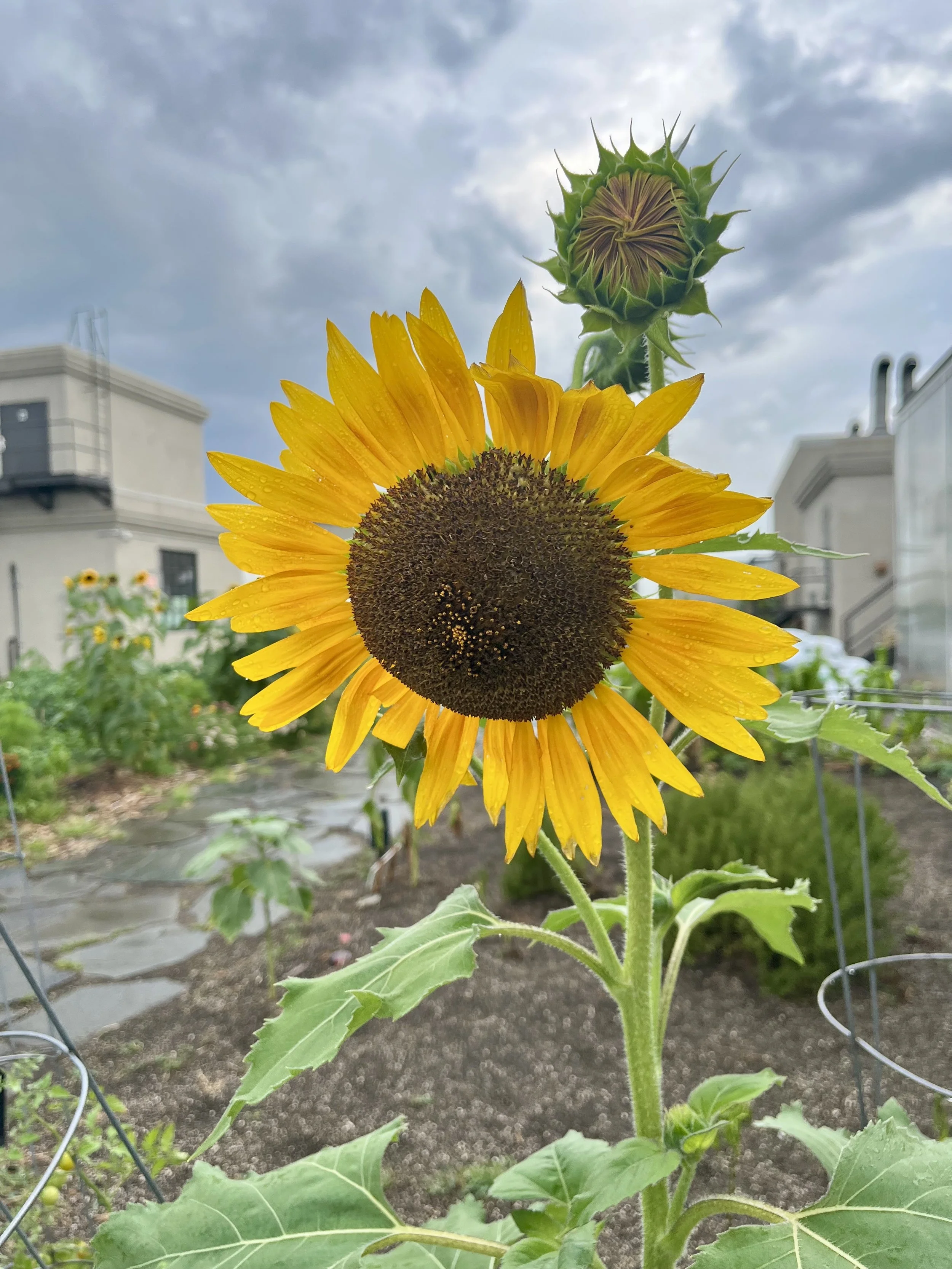 Mission City Growers Urban Farming Education