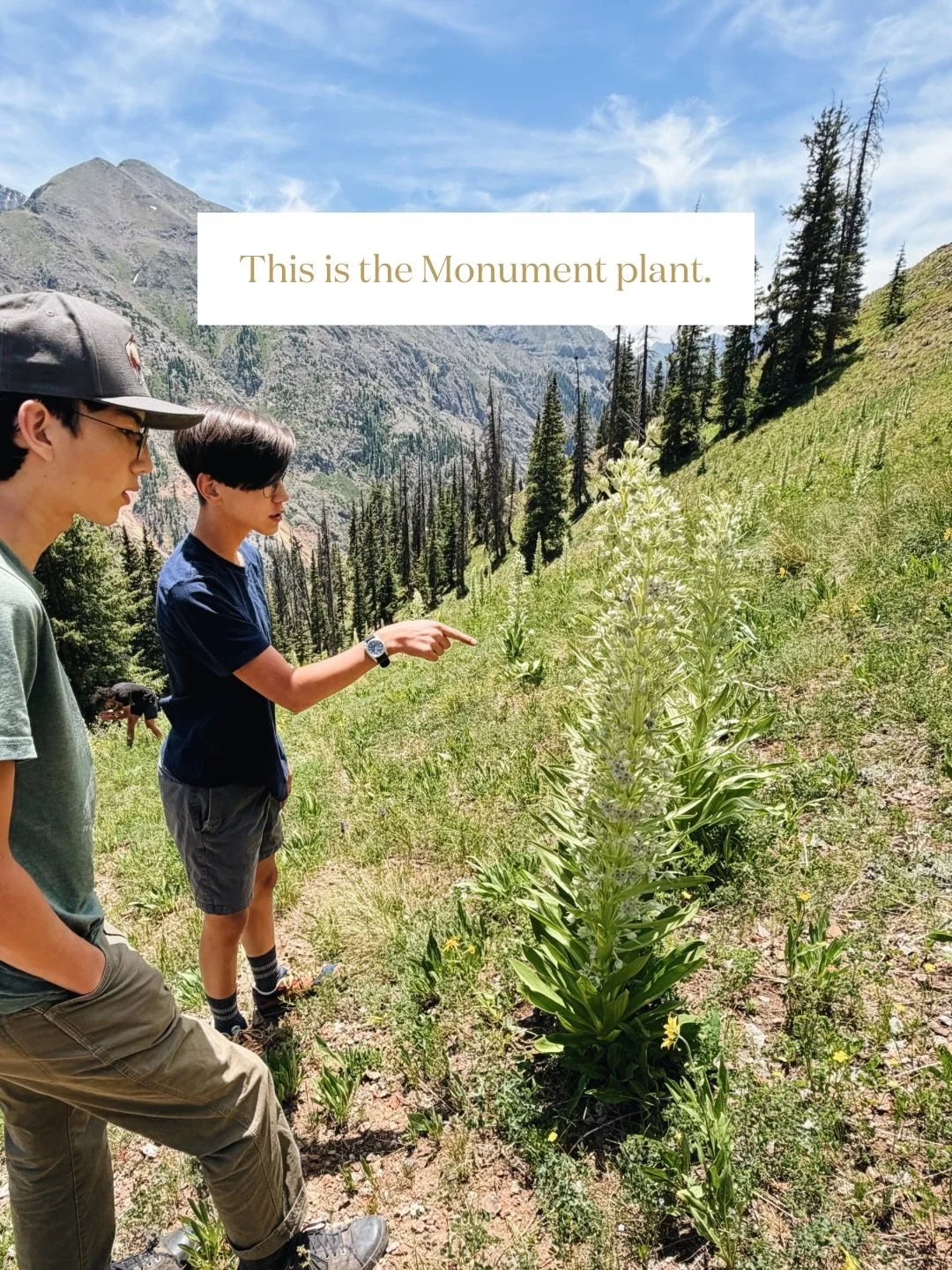 A monument to God&rsquo;s faithfulness ✨

The Simons family recently came across a hillside full of Monument plants, and we were in awe of the story they tell.

Once again, I was reminded about the lessons God teaches us through the wildflowers... 🌻