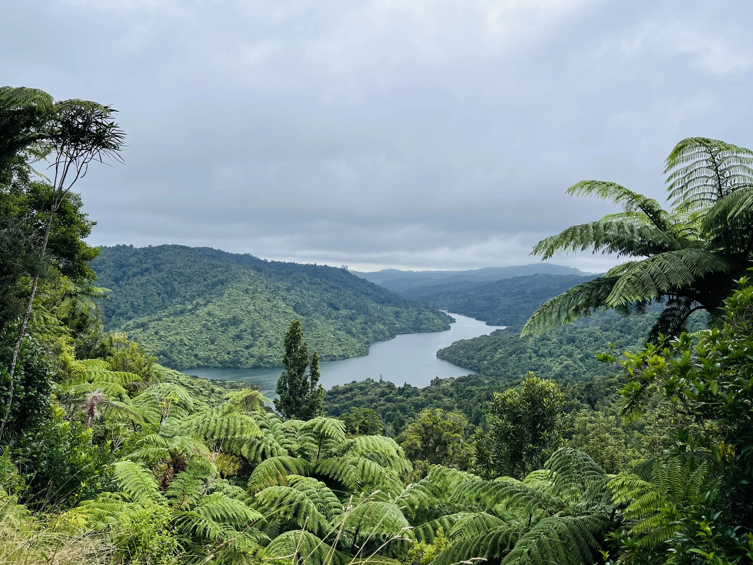 Aotearoa Dreams Part 1: Color, cultural humility, White privilege