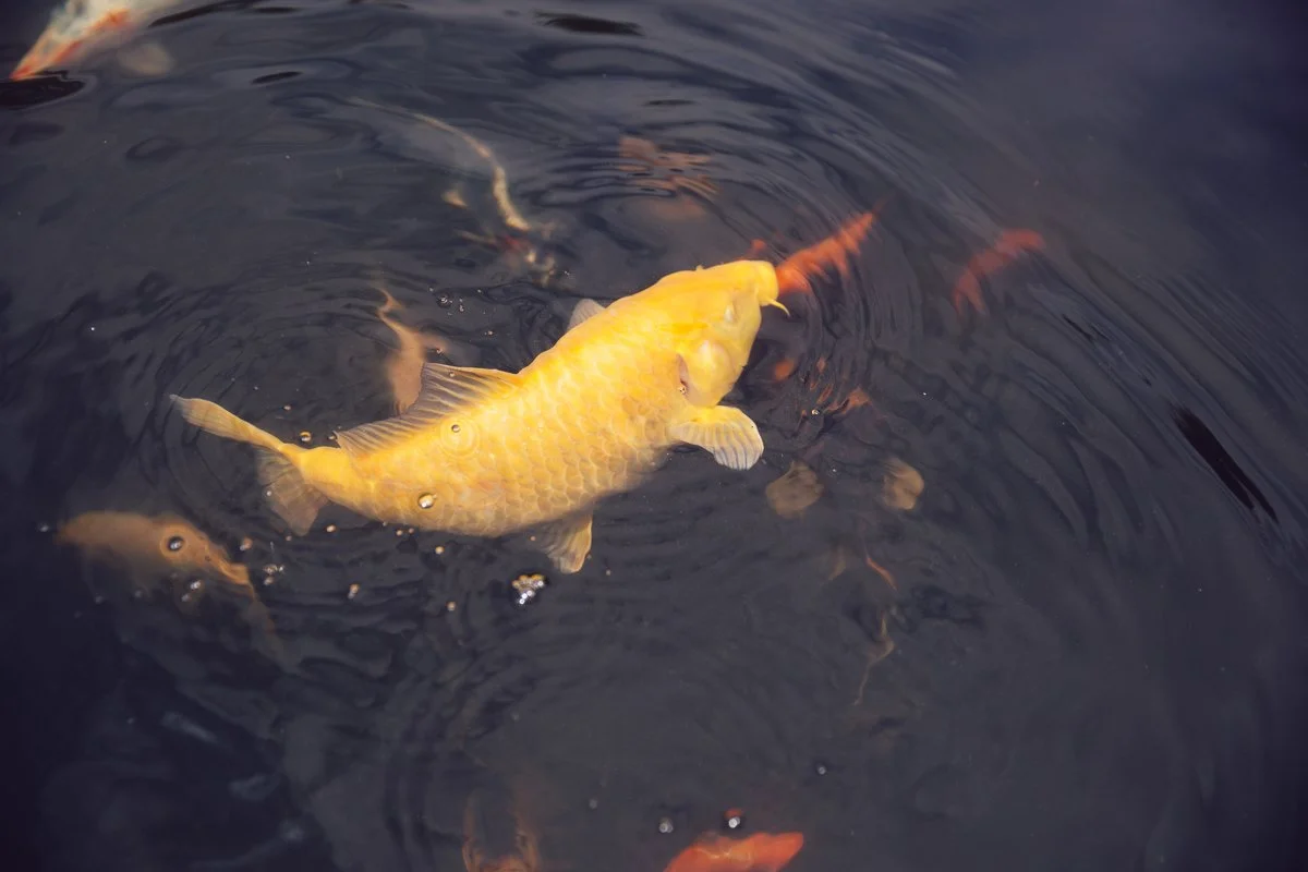 22_R3A9441 20. Juni 2020Hanfland2020MonikaHanfland.jpg