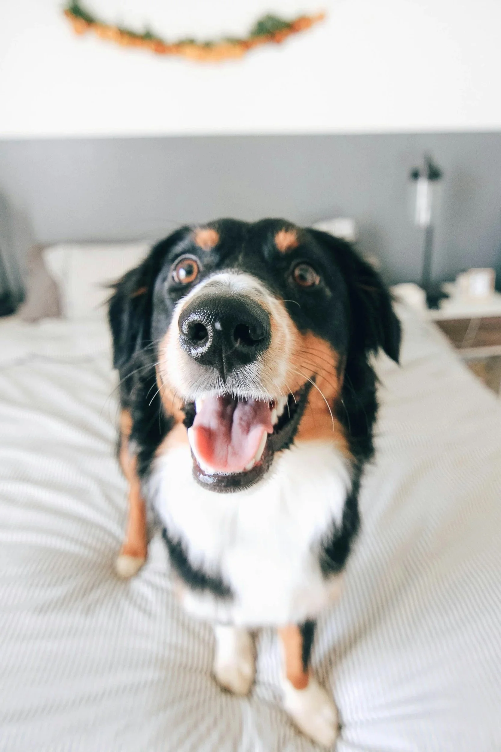 Close-up of a happy Australian Shepherd dog with its mouth open, showing its tongue and teeth, sitting on a bed with white striped sheets.