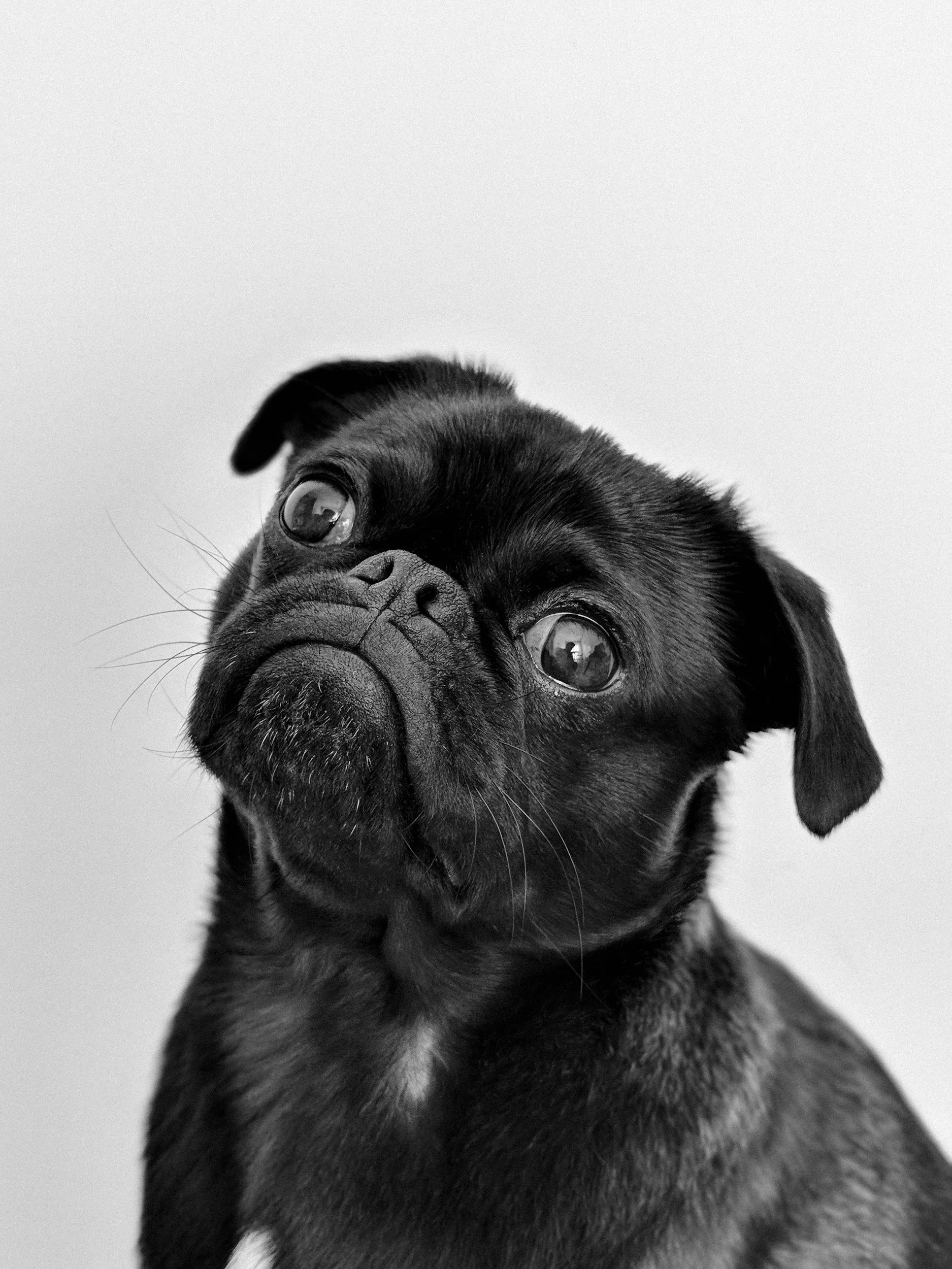 Proof of Rabies Vaccination for Pet Travel Health Certificates πΎ