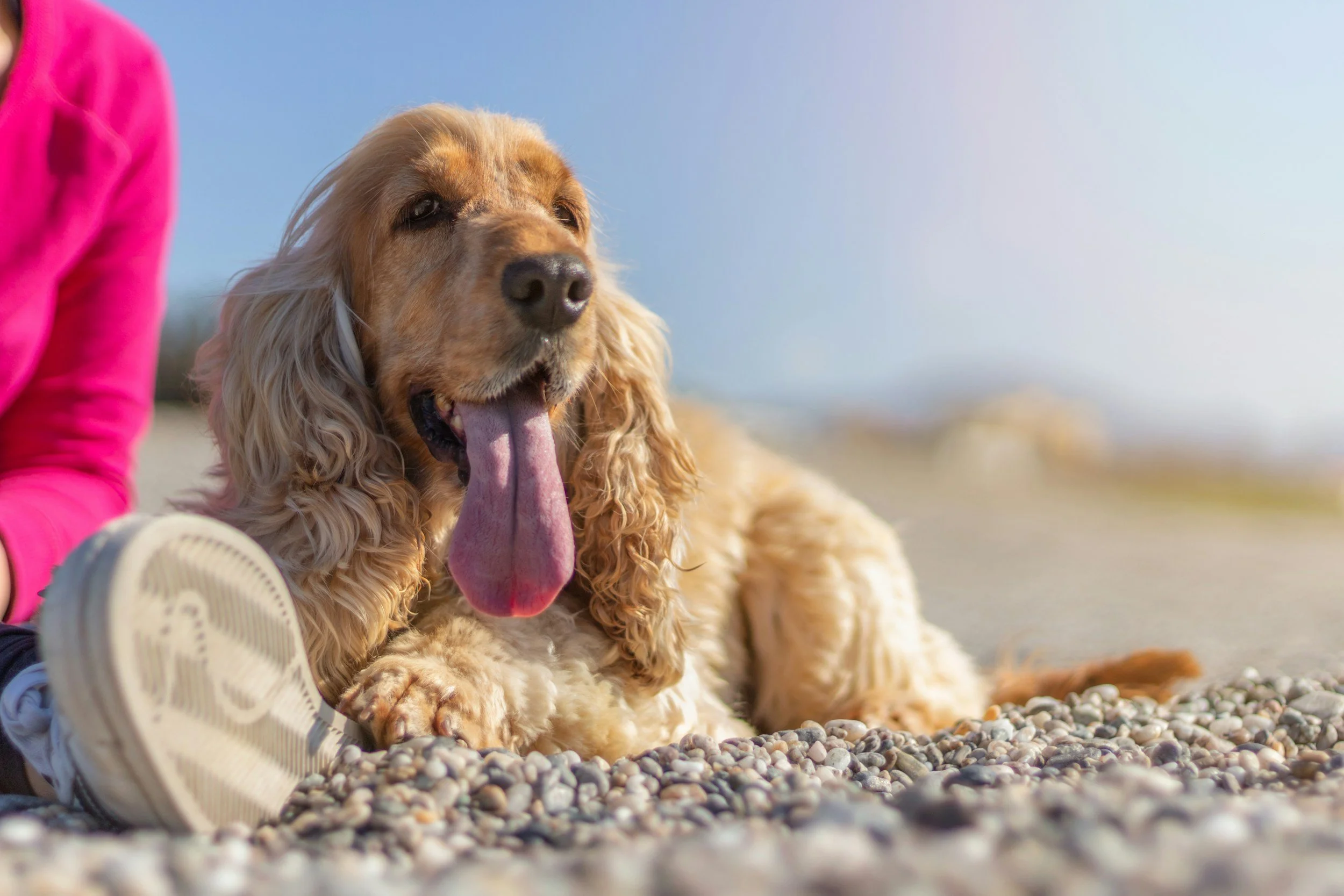 Returning to Great Britain With Your Pet: Your 2026 Checklist