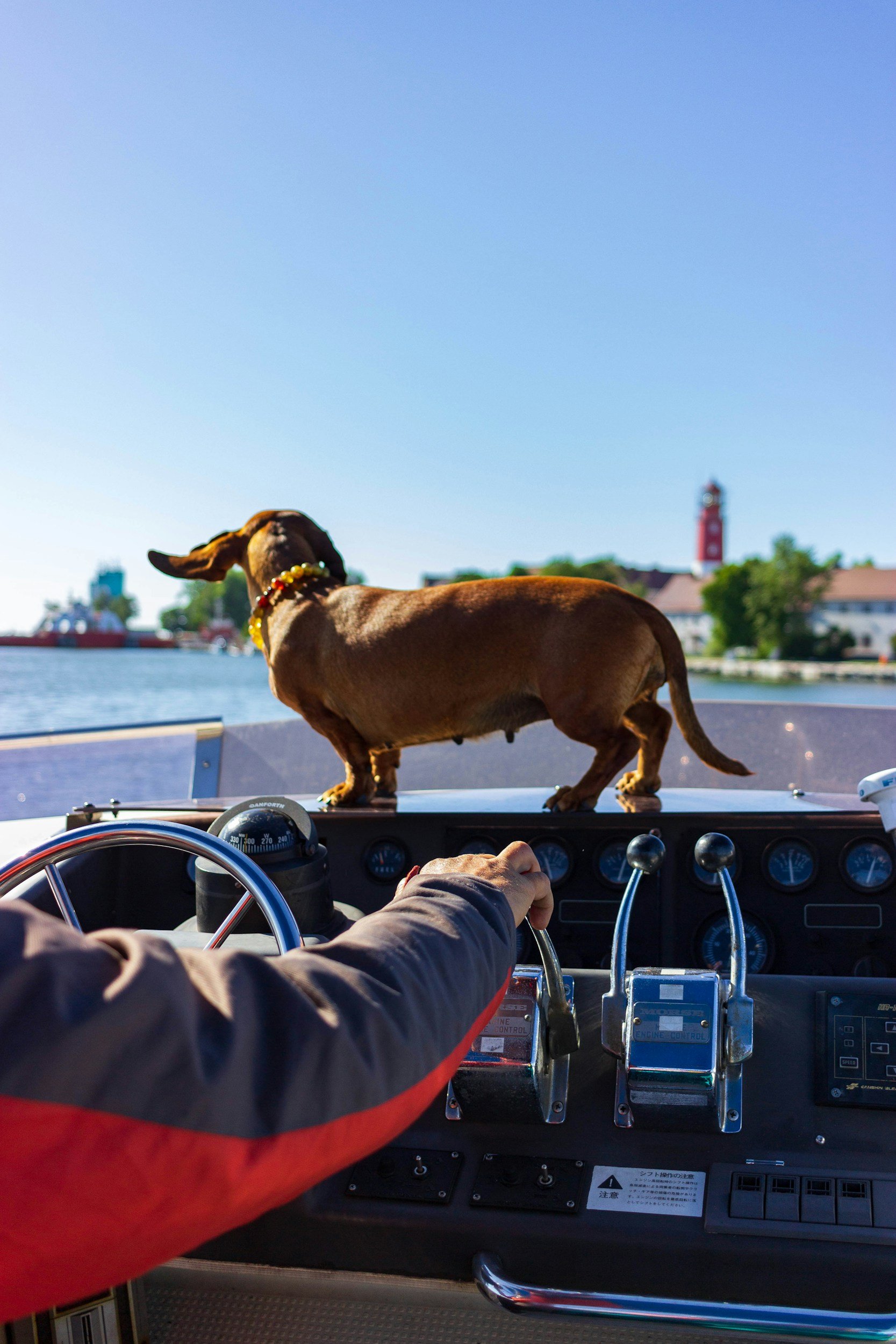 How Much Does an Animal Health Certificate Cost in London? (2026 Comparison Guide)