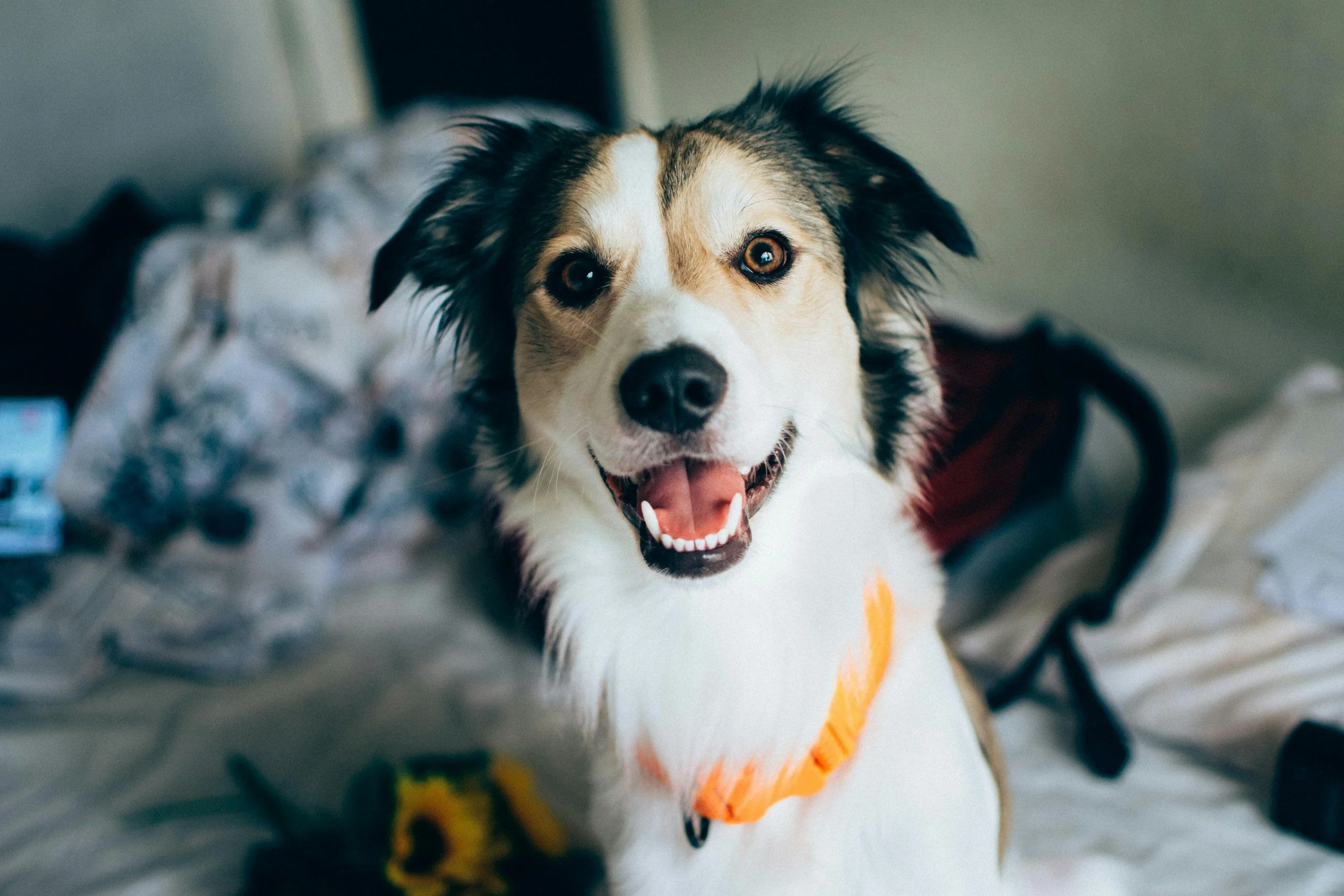 Cheapest Animal Health Certificate in Central London | 2026 Guide