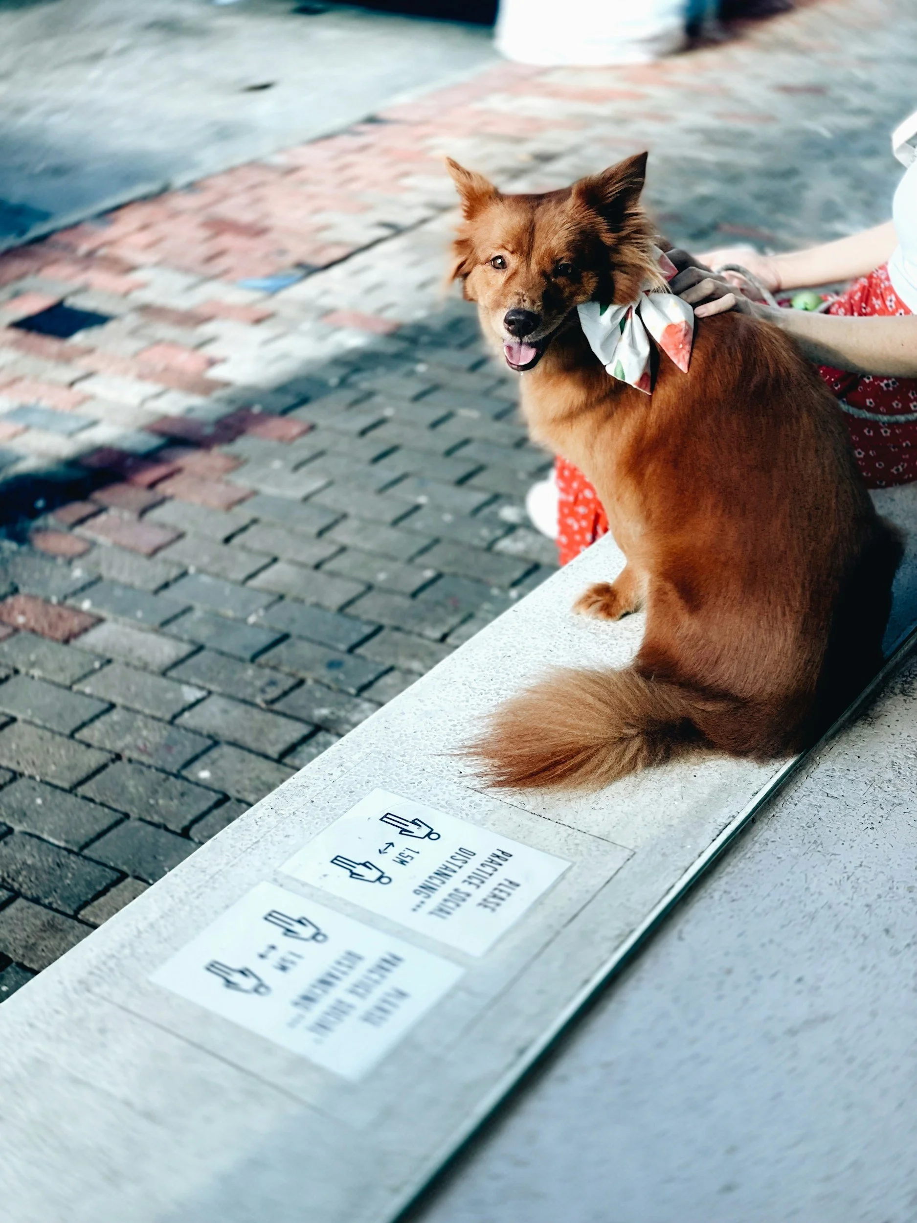 Click &amp; Collect Animal Health Certificates in London