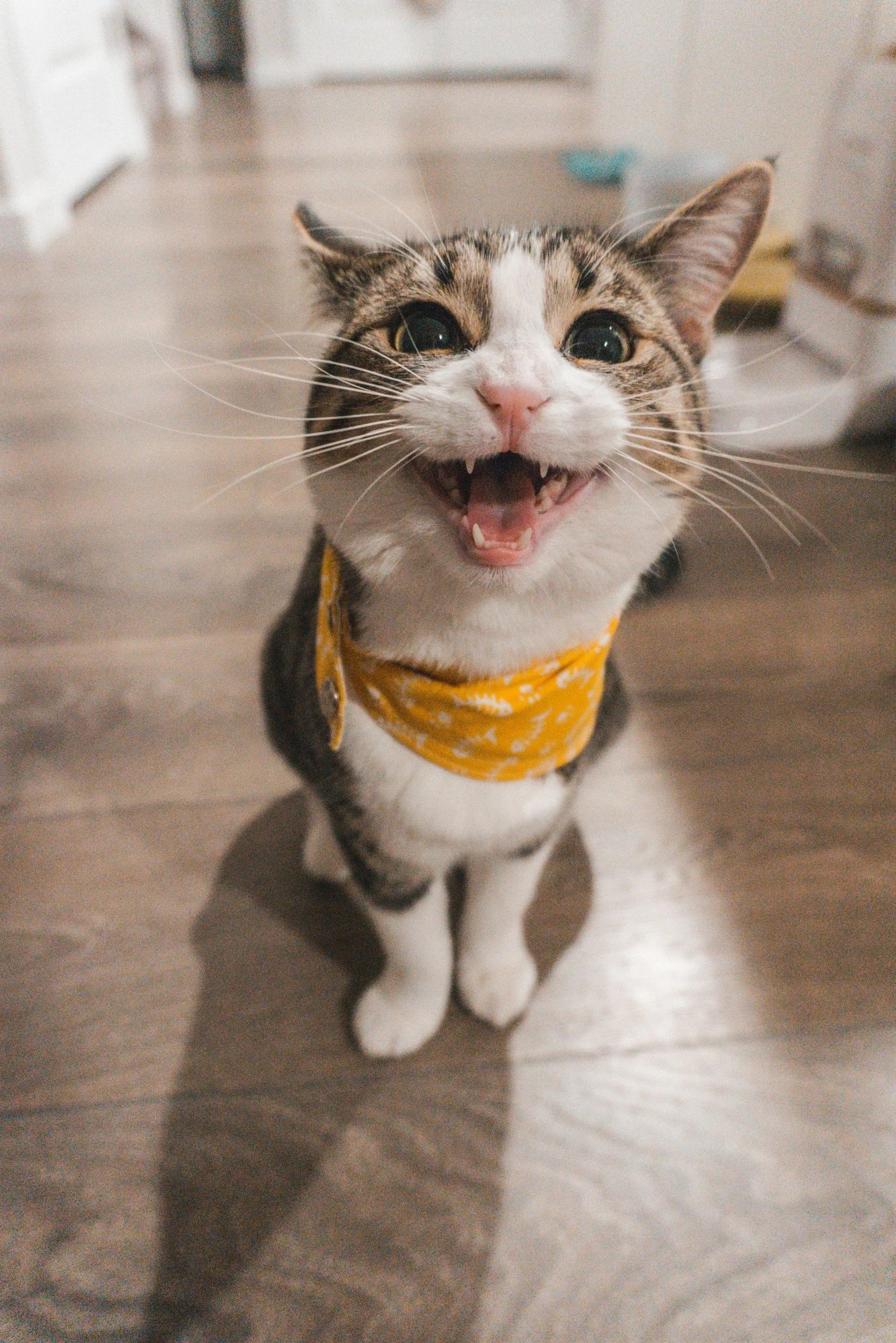 Adult tabby and white cat with yellow scarf, meowing looking at the camera, preparing for relocation from UK to Australia with travel documentation