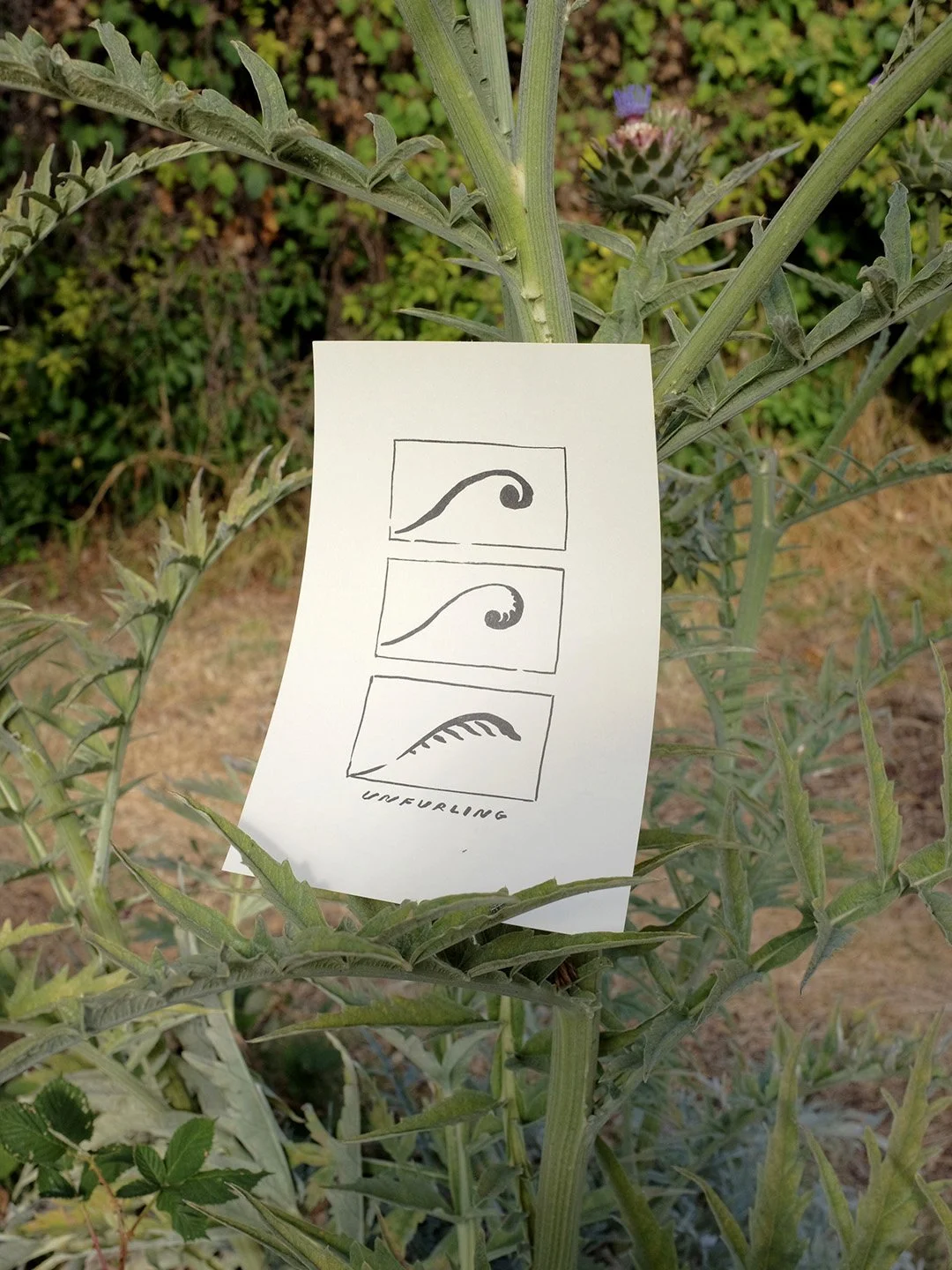 unfurling print_insta.jpg
