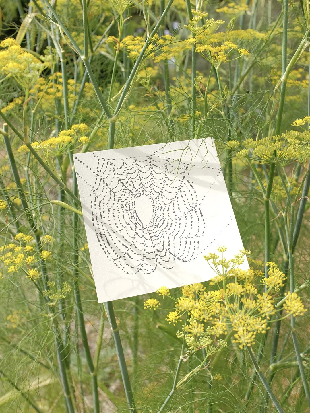 spiderweb_insta.jpg
